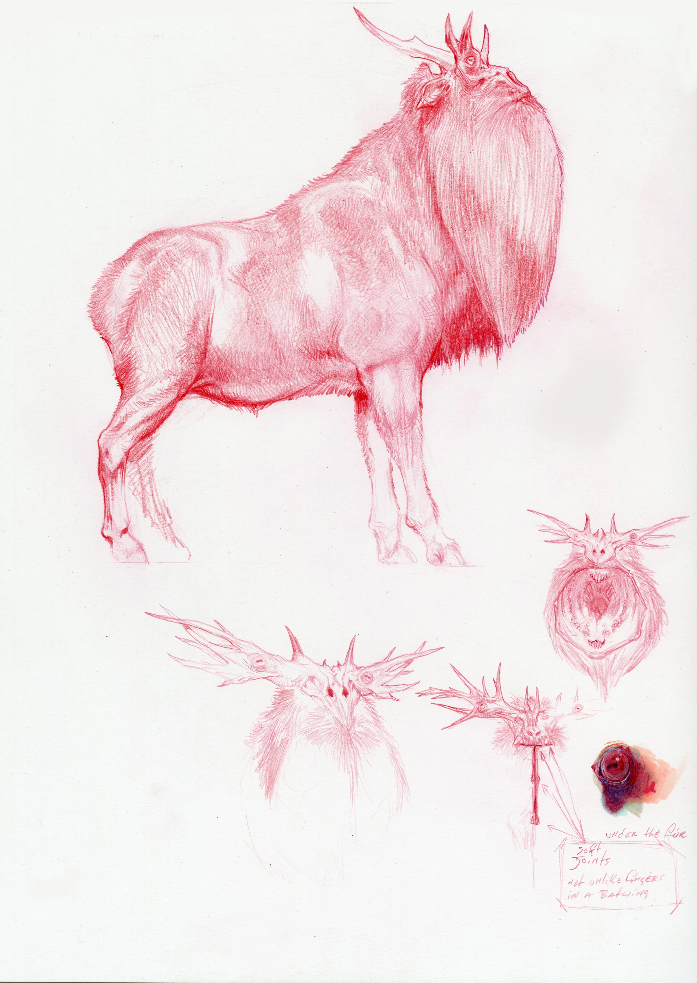 Leucrotta 3.jpg