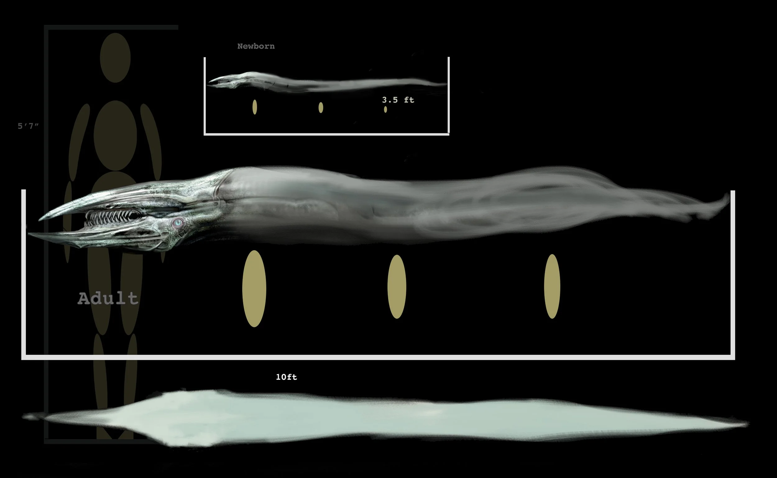 Snake 4D scale guestimation RVSD.jpg