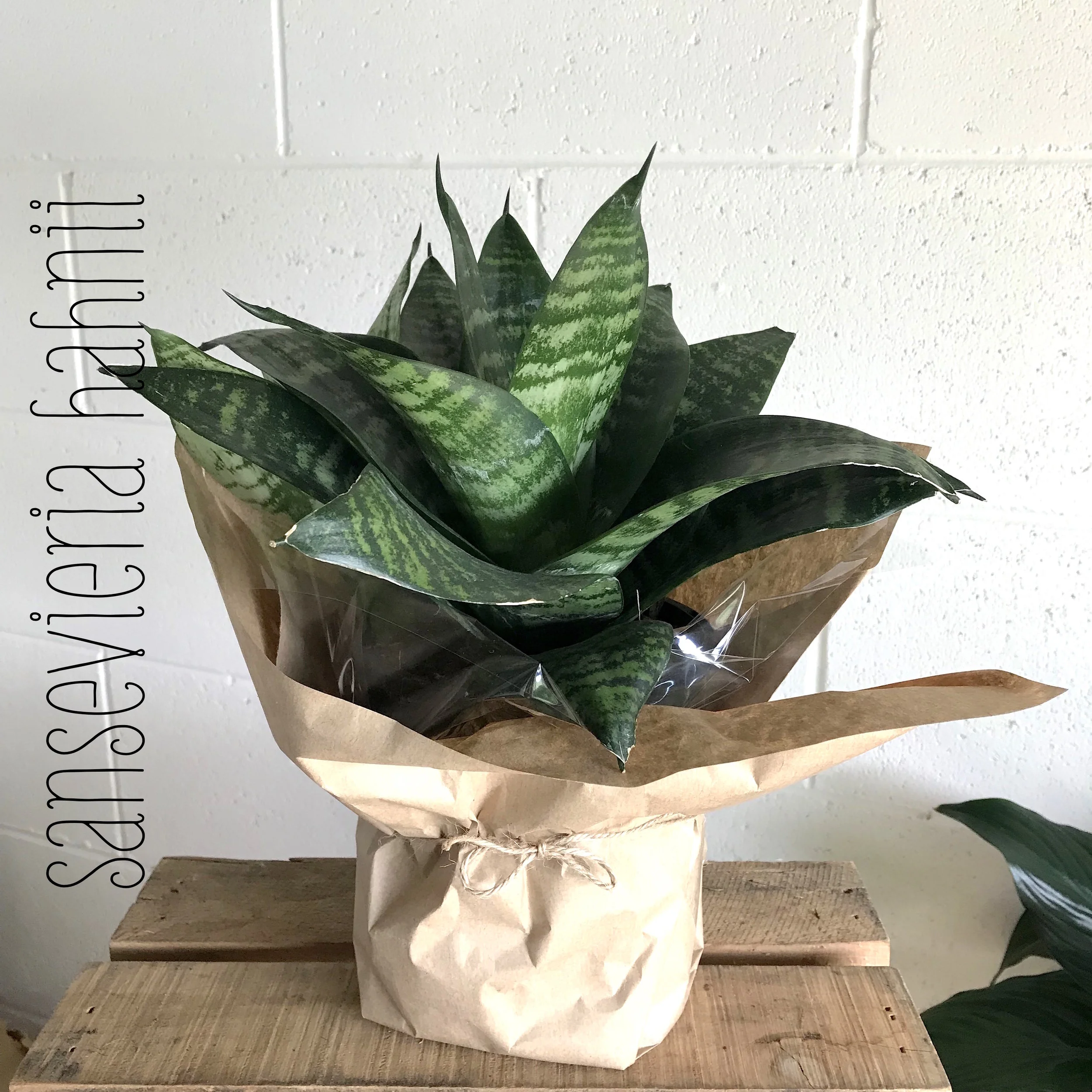 sansevieria hahnii.jpeg