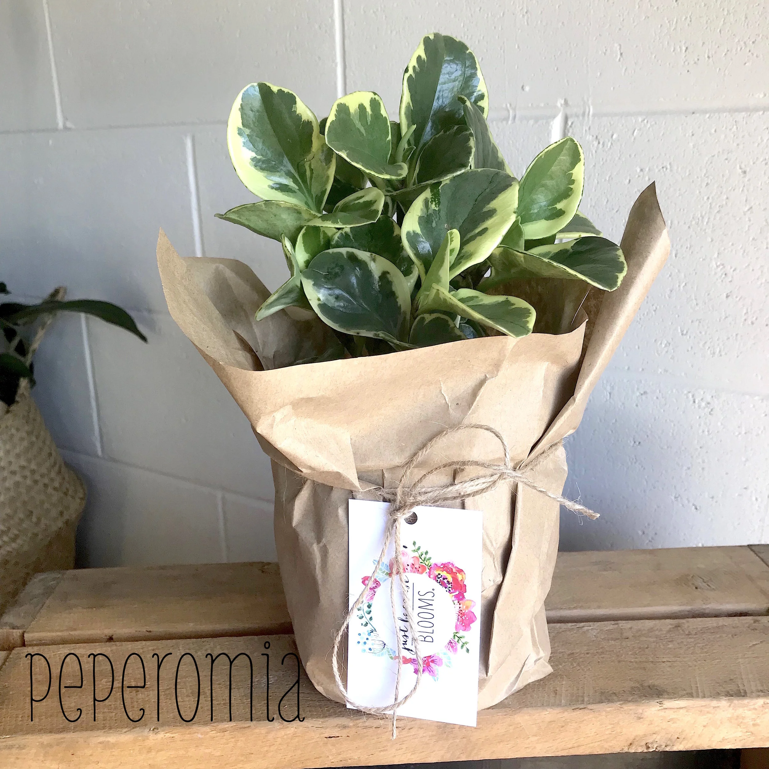 peperomia.jpeg