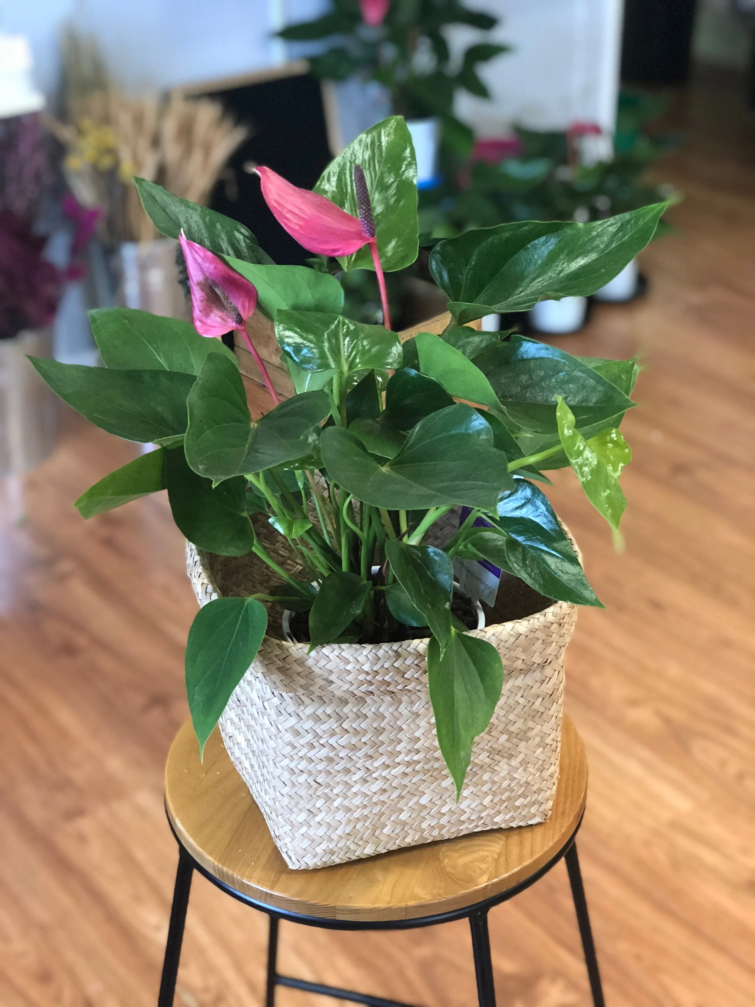anthurium with small seagrass basket.jpeg