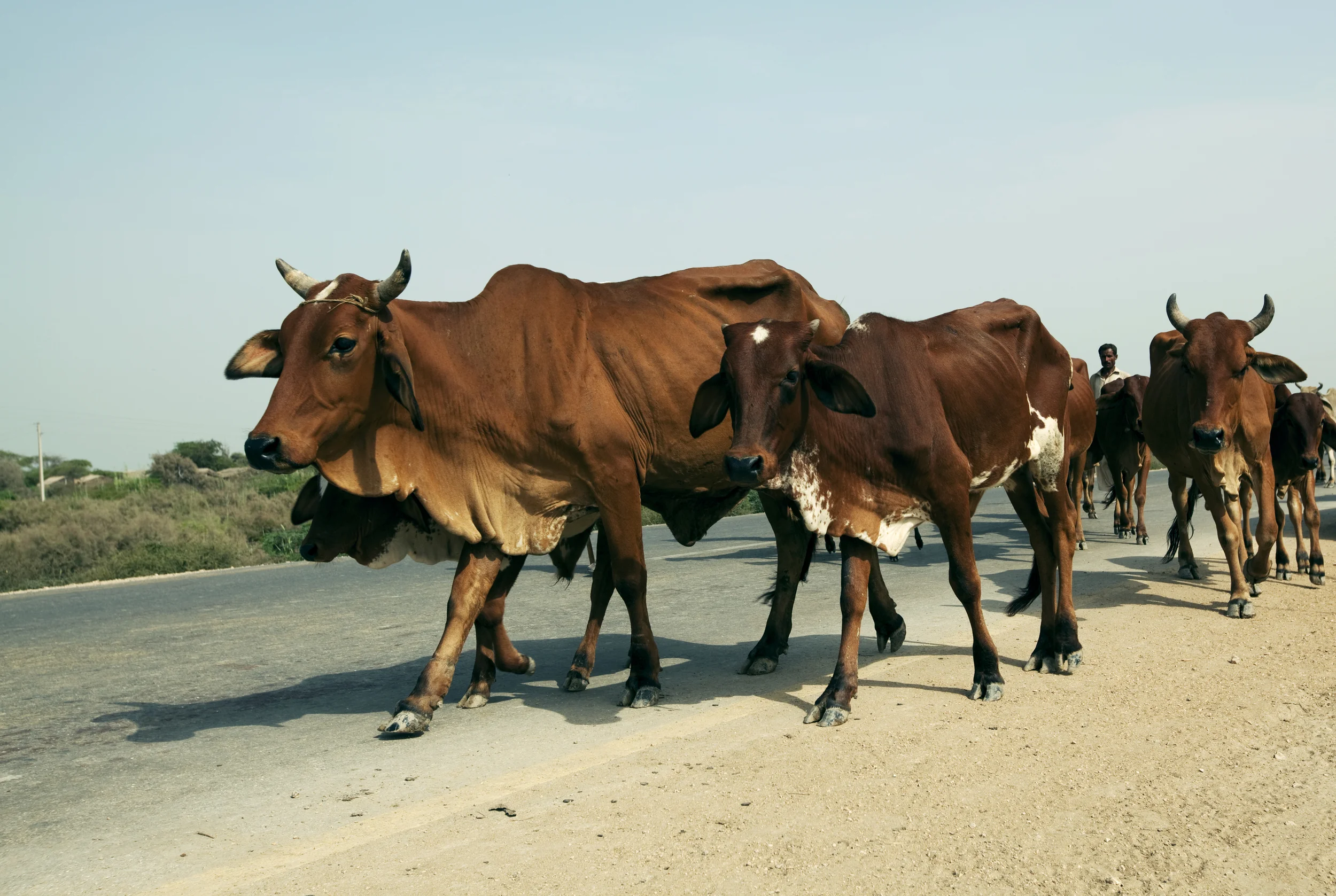 Thatta, Pakistan - August 2010 : Herd migration.