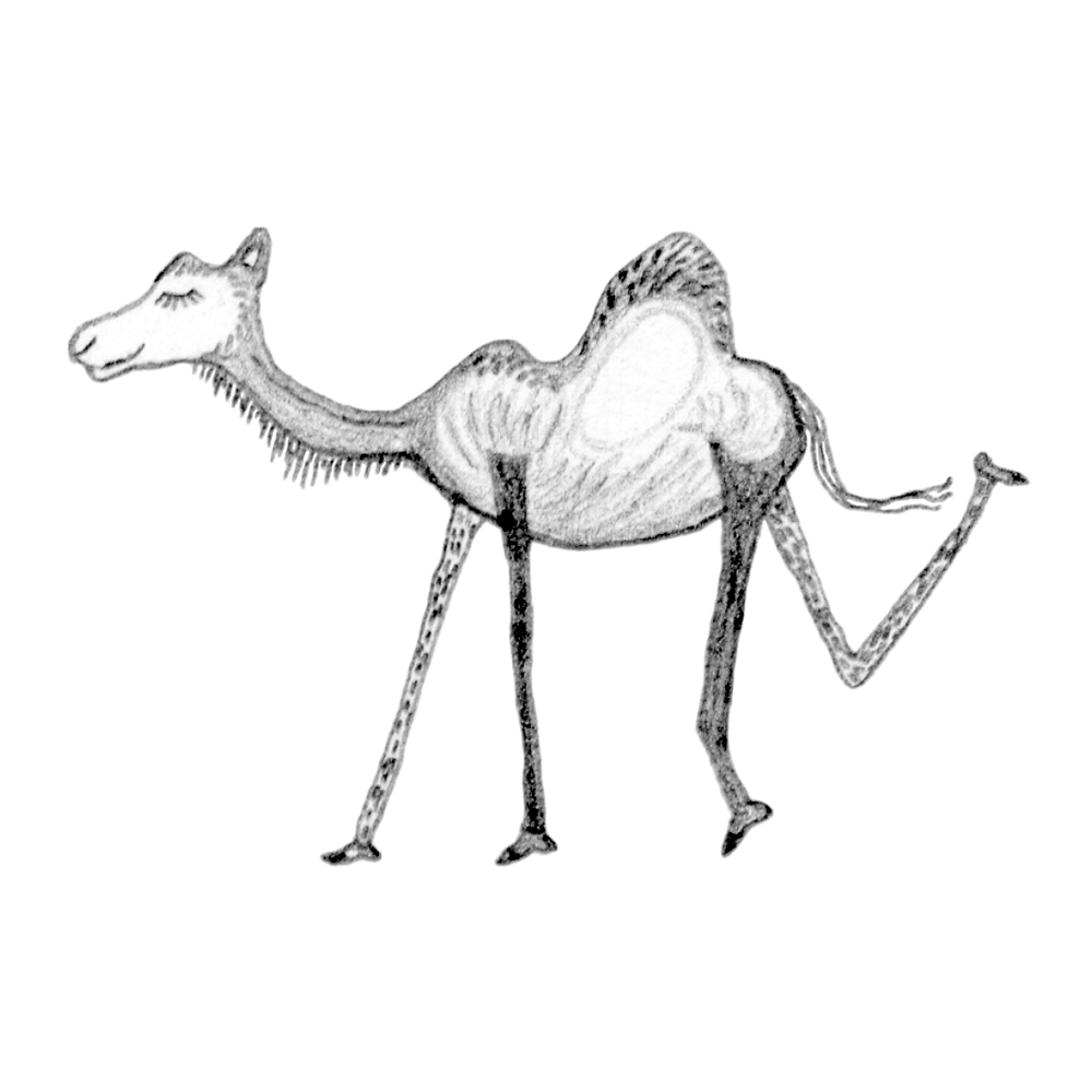 Camel