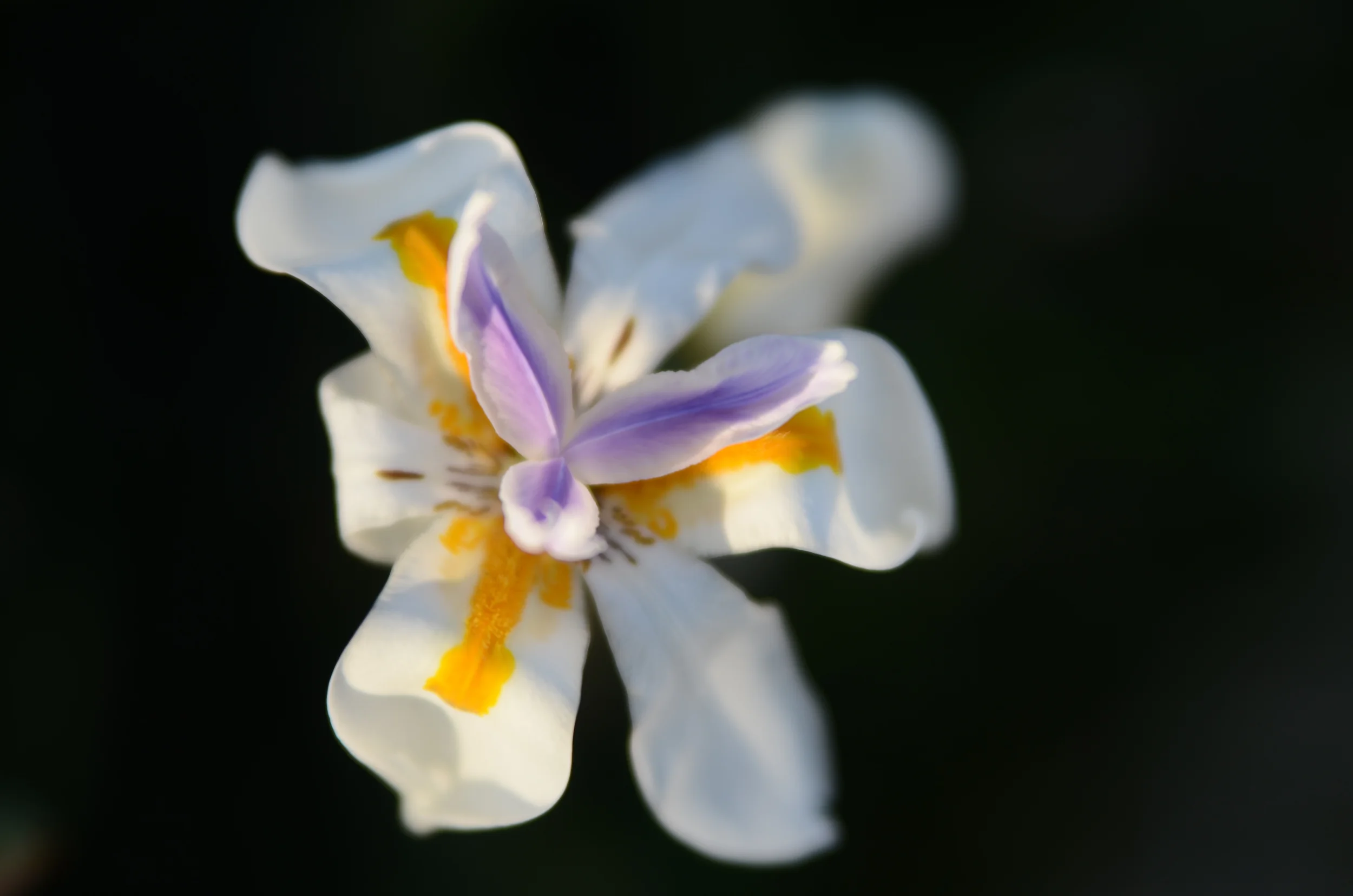 DSC_6392.jpg