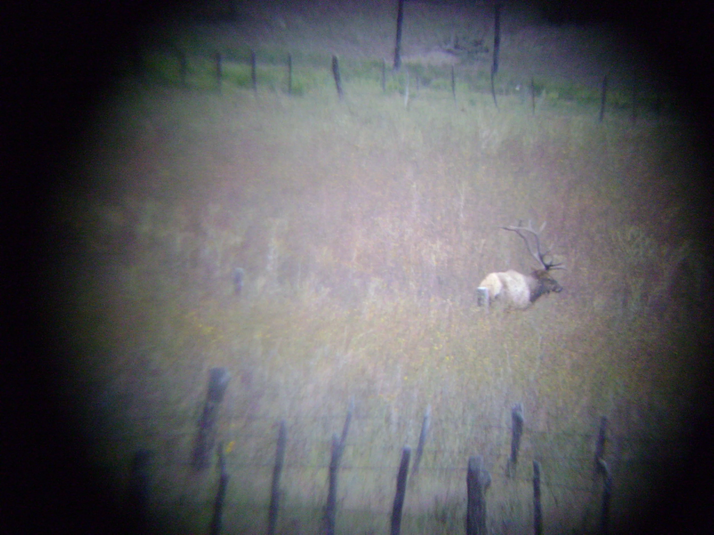 Large 360" plus bull elk glassed from miles away using a spotting scope.