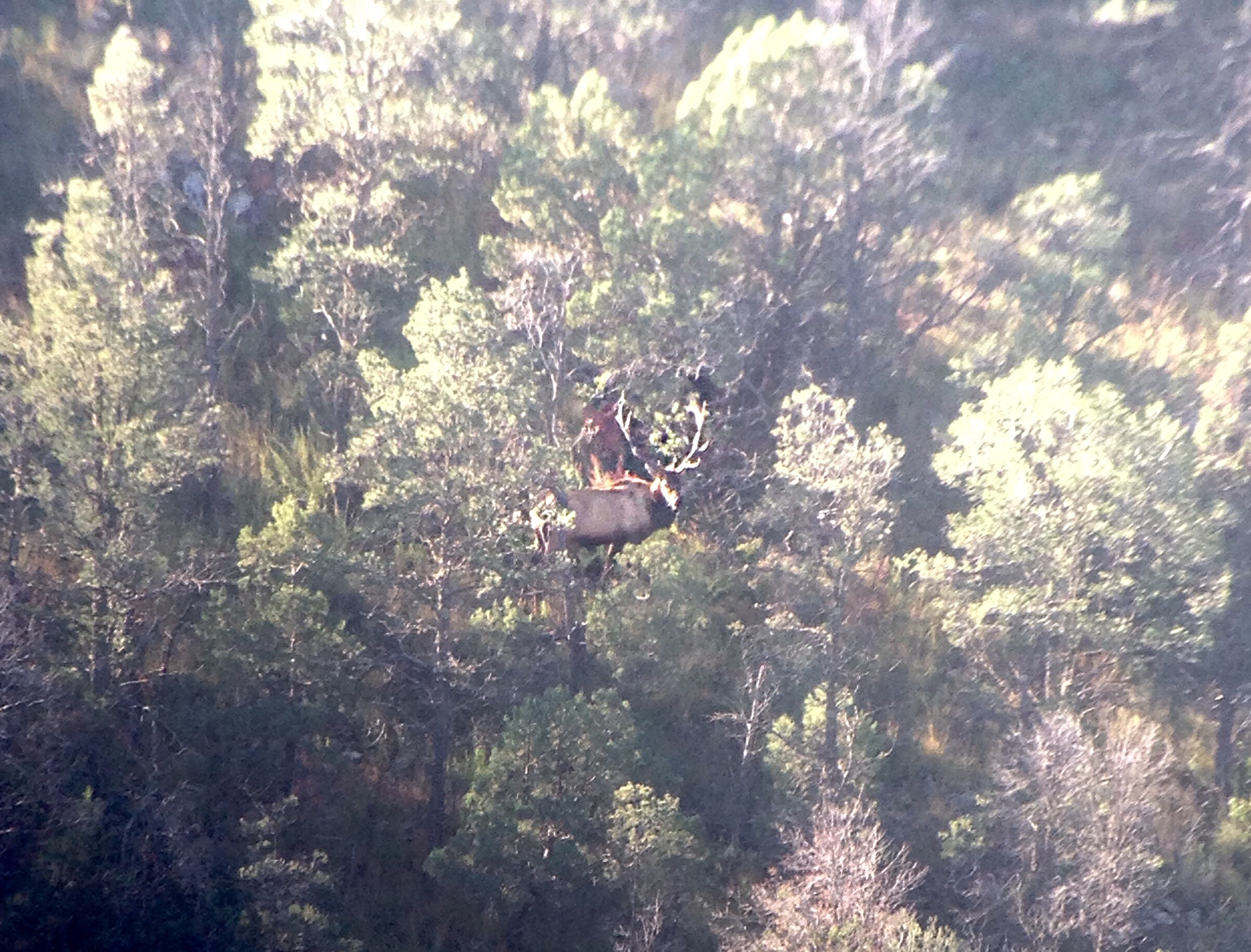 Small 300" 6x glassed up from miles away. Multiple bulls and cows located in this area. 