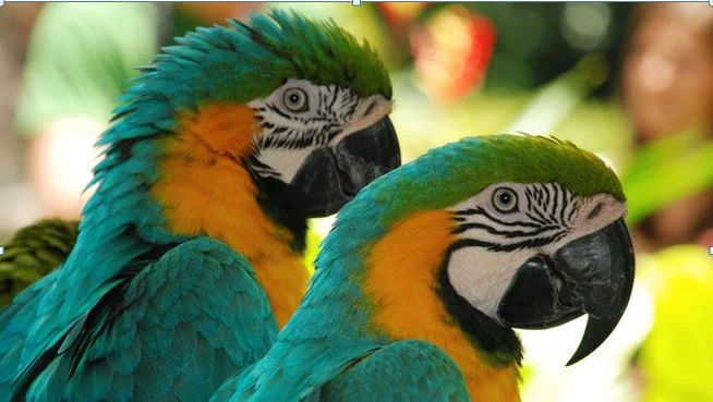 True Partners Crop.JPG