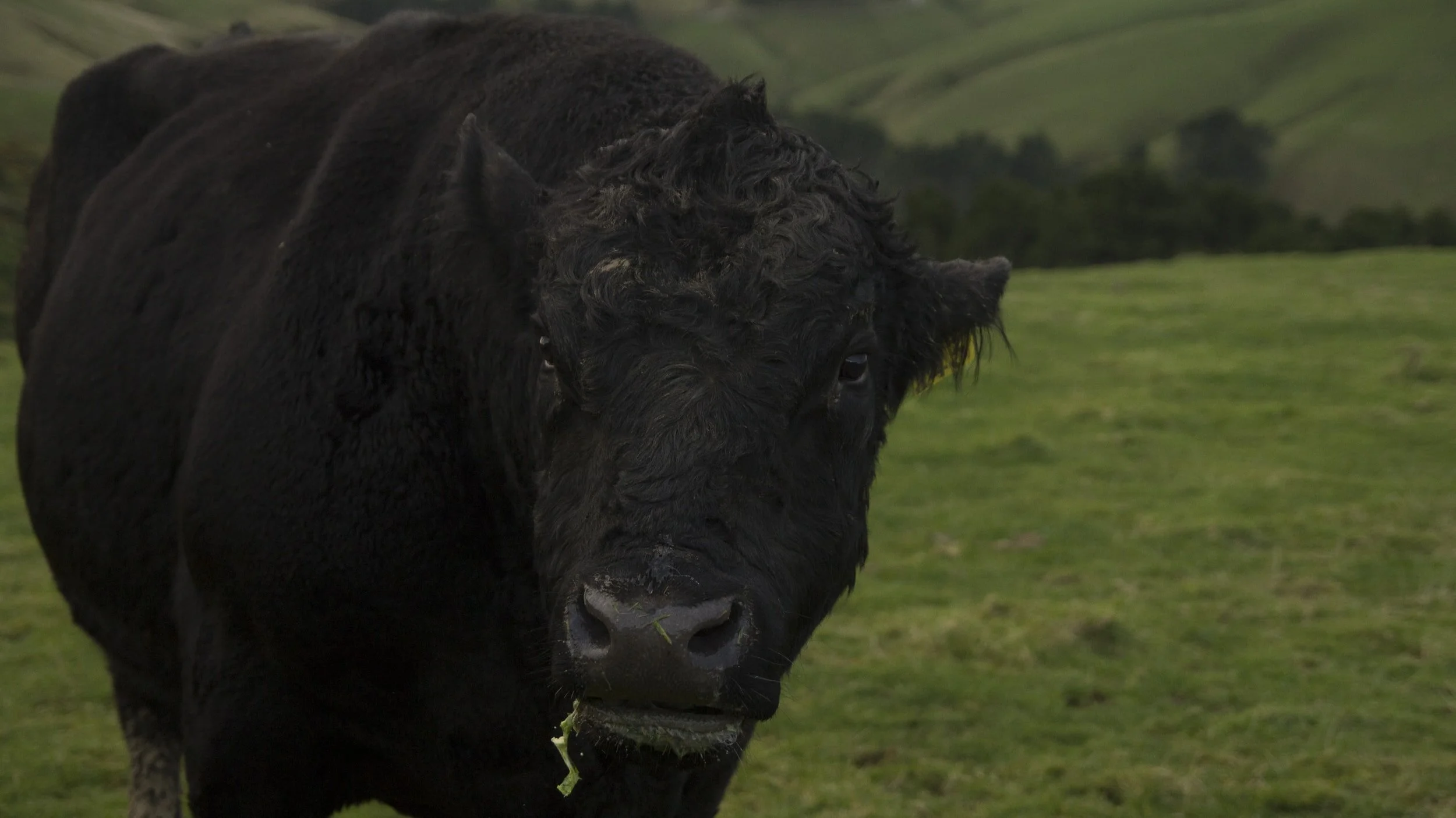 Certified Irish Angus Schools Competition