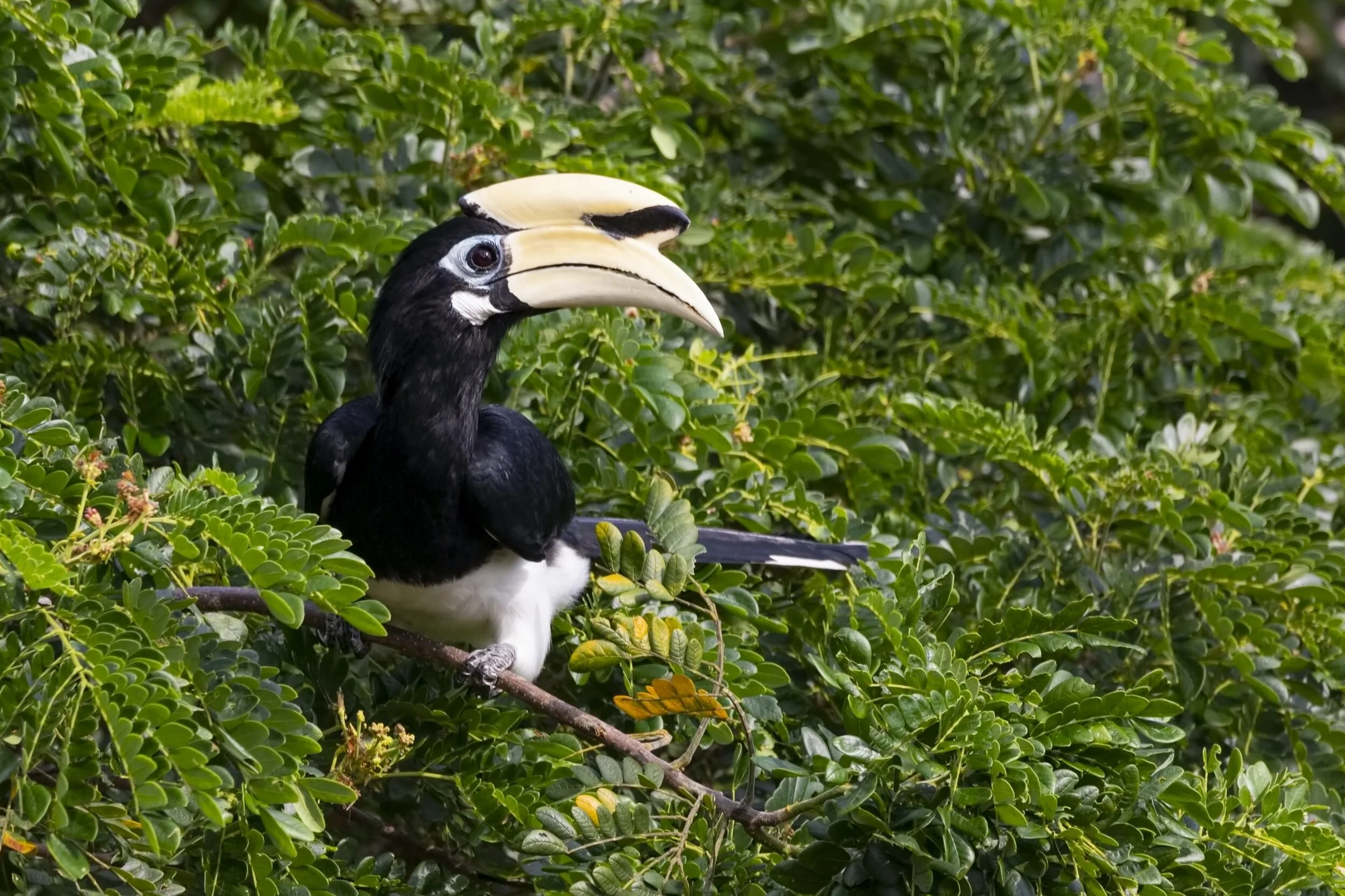 Clonakilty Comes Alive to the Sound of TY students in Search of Sleeping Animals