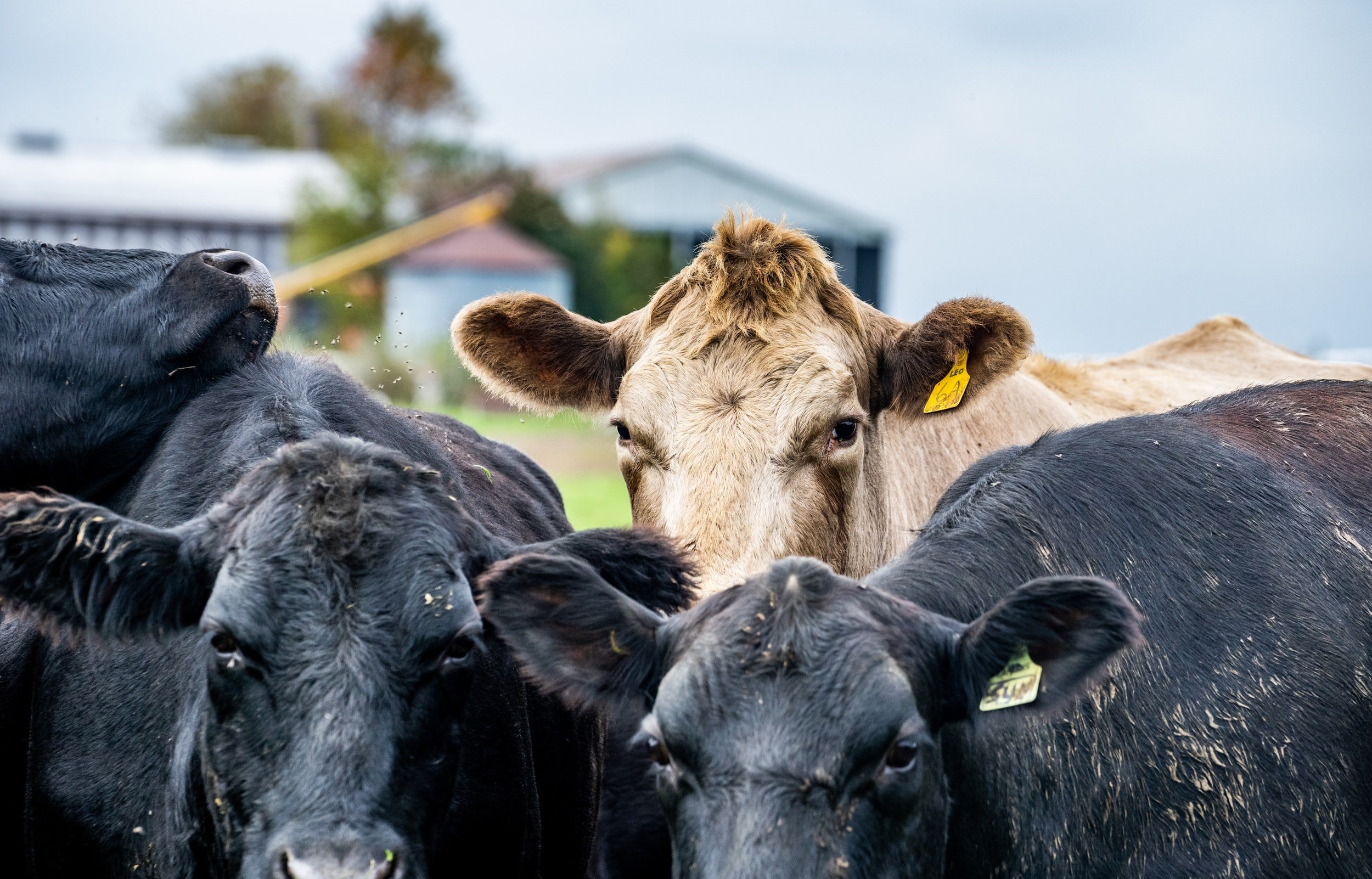 The Certified Irish Angus Beef Competition 