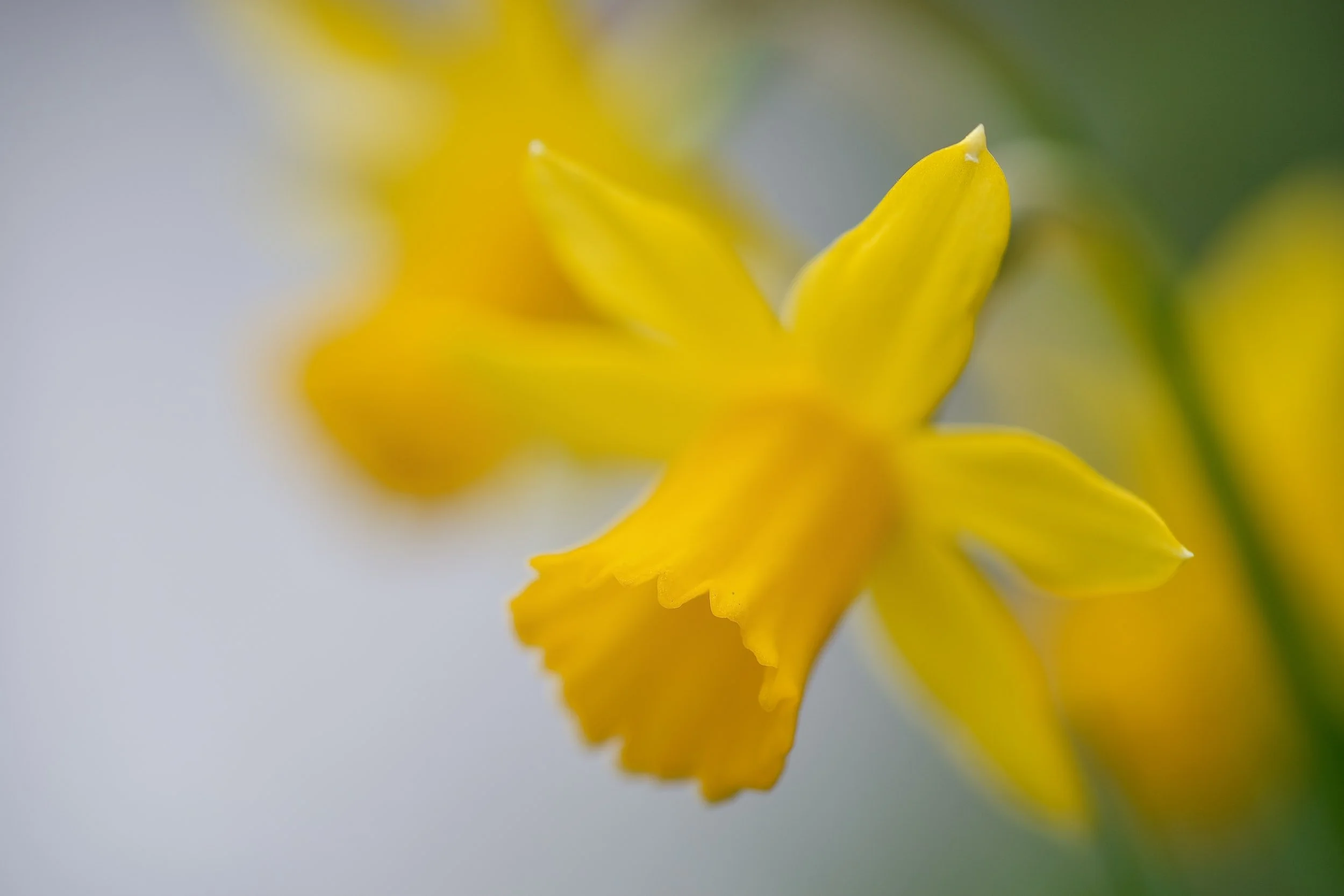 Daffodil Day