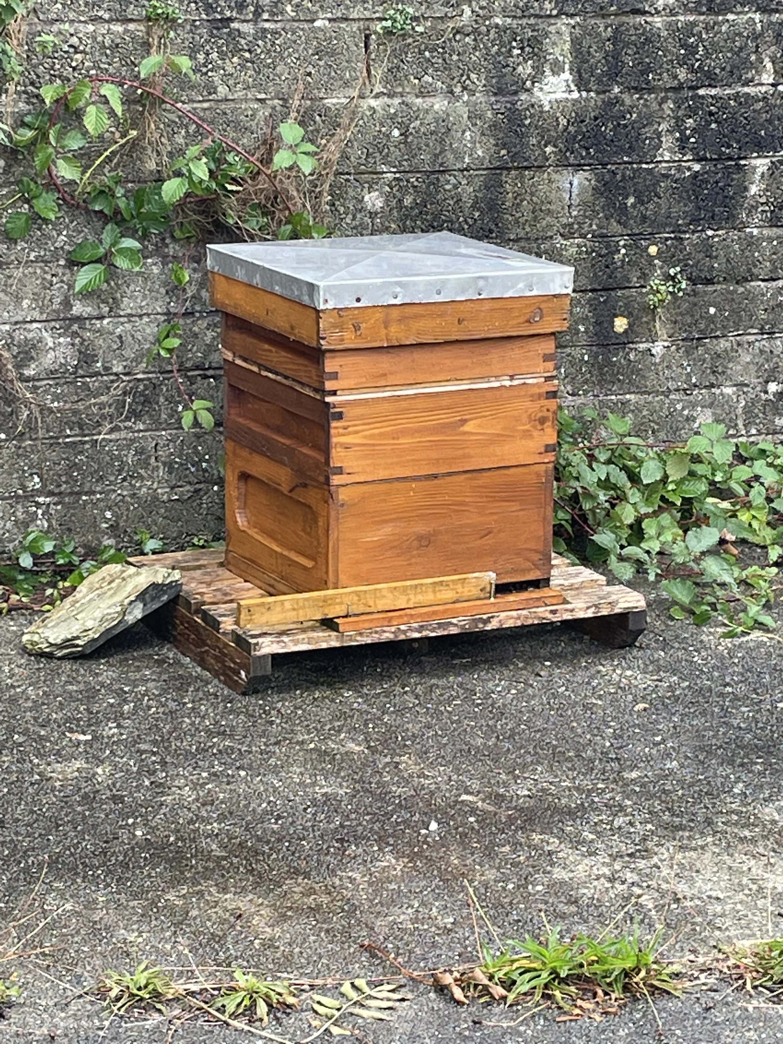 The Arrival of the Bee Box!