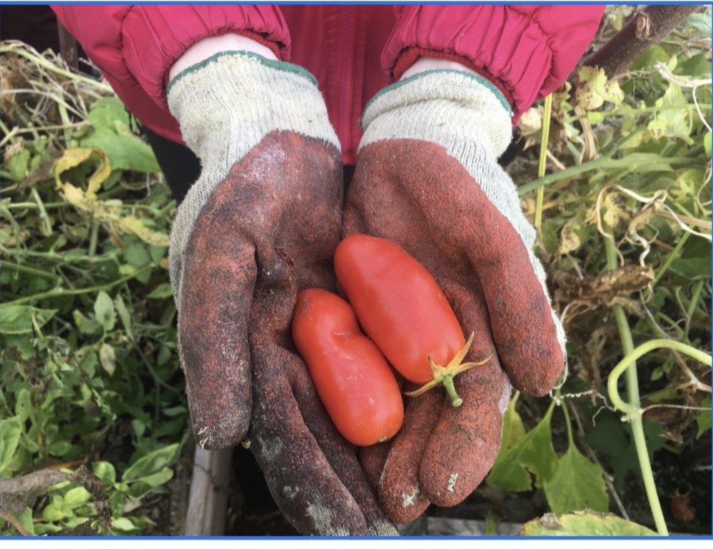 Chiilies and Tomatoes in the SHSS Garden!