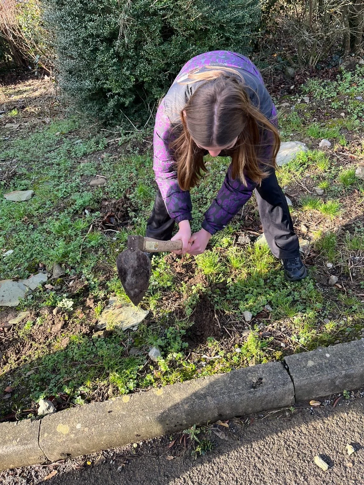 Growing Garlic in Sustainability!