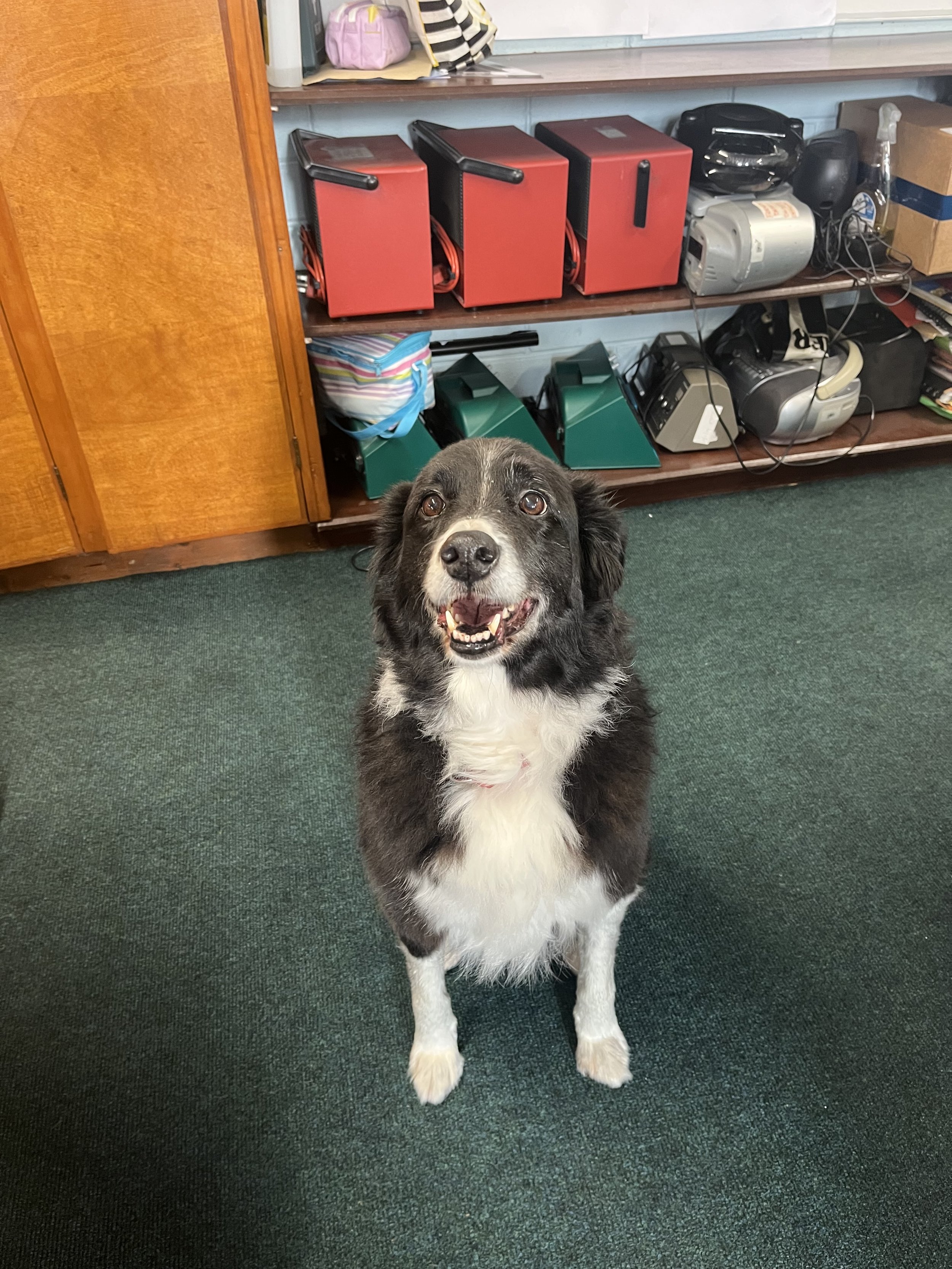 In appreciation of Trixie