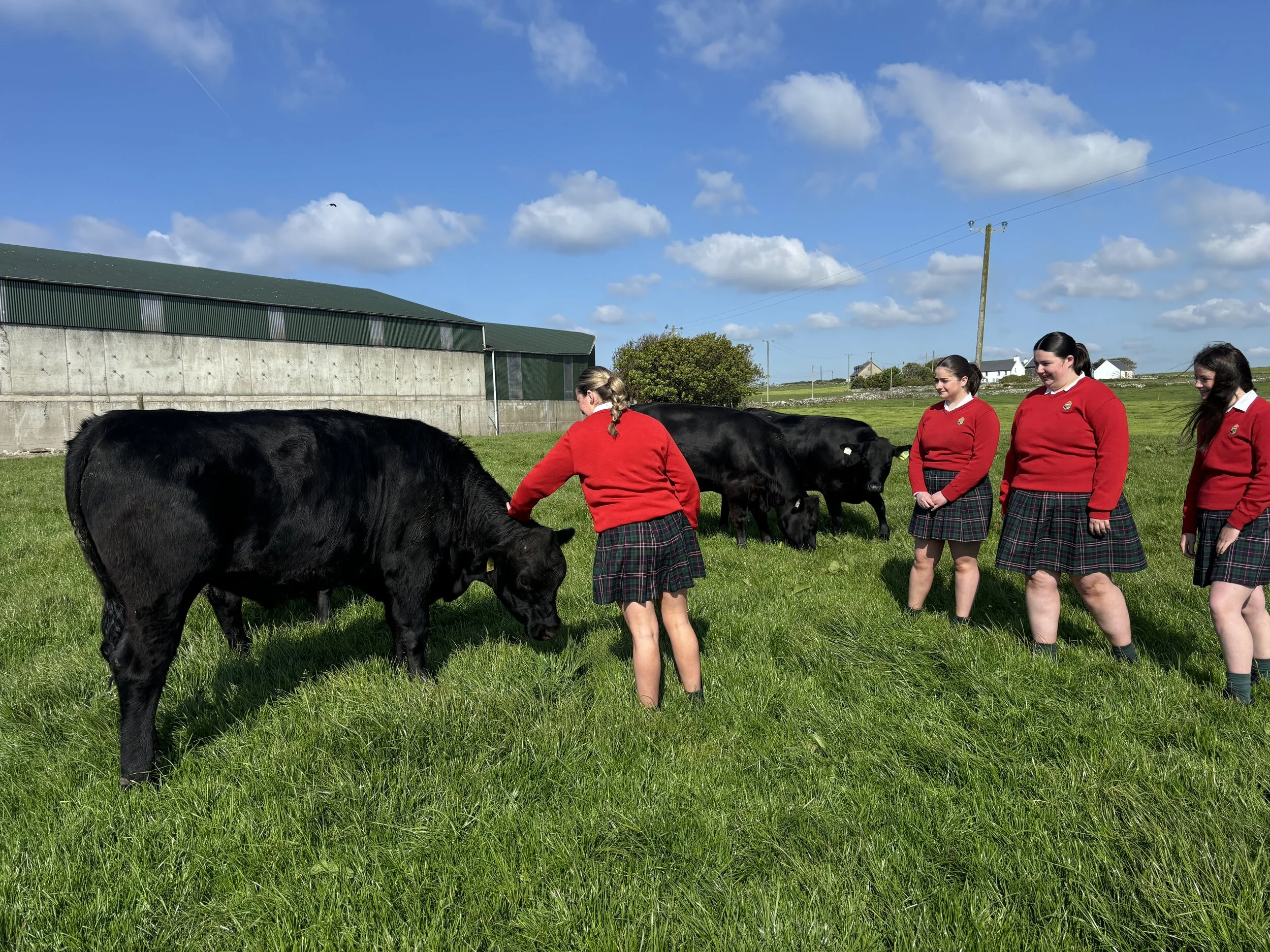The Certified Irish Angus calves are growing!