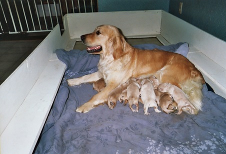 NORTH STAR JULIET (NORTH STAR'S FIRST LITTER)