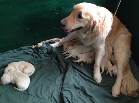 NORTH STAR MOLLY AND PUPS