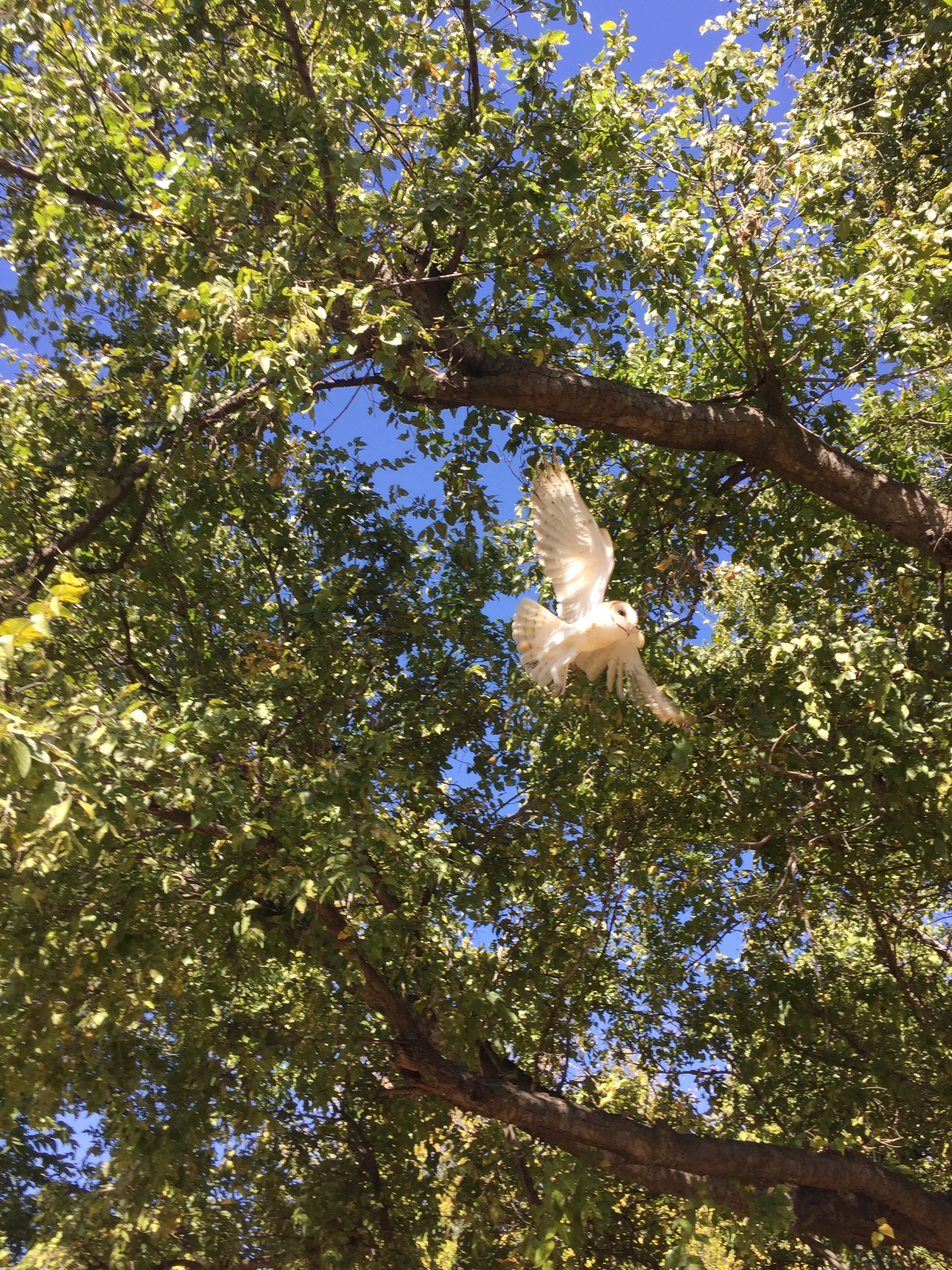 Salvation by Cage-Free Media