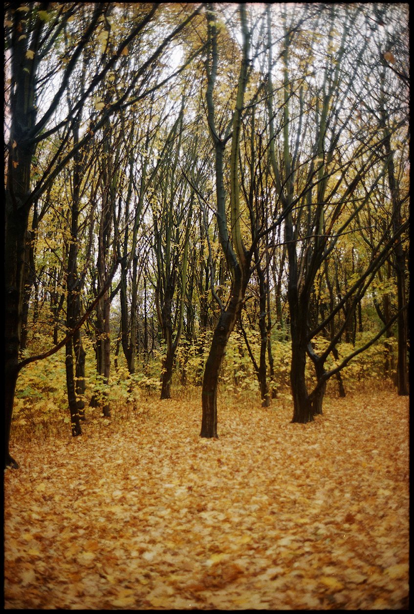 Saint denis woods002.jpg