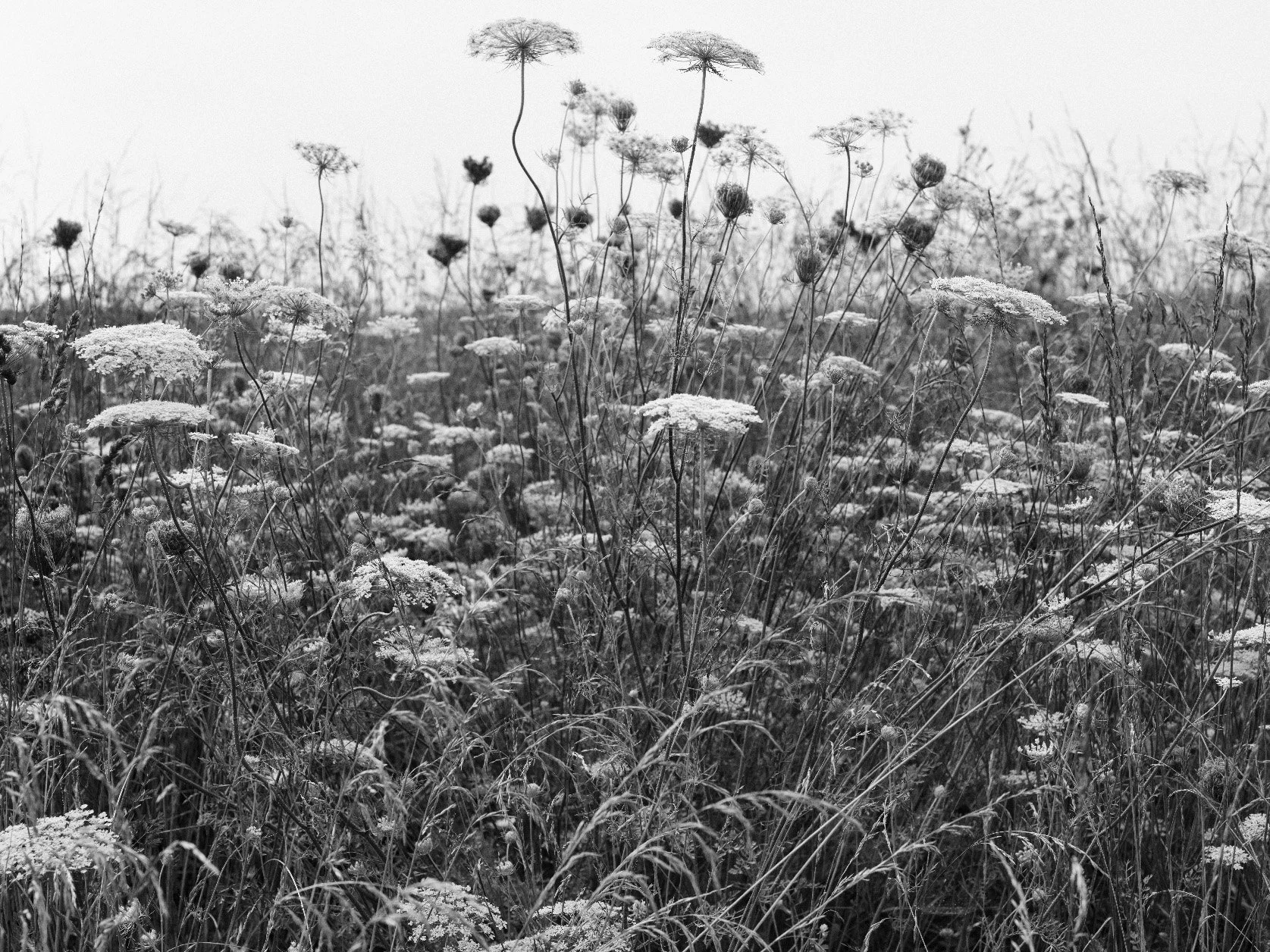 Queen Anne's Lace BW 1.jpg
