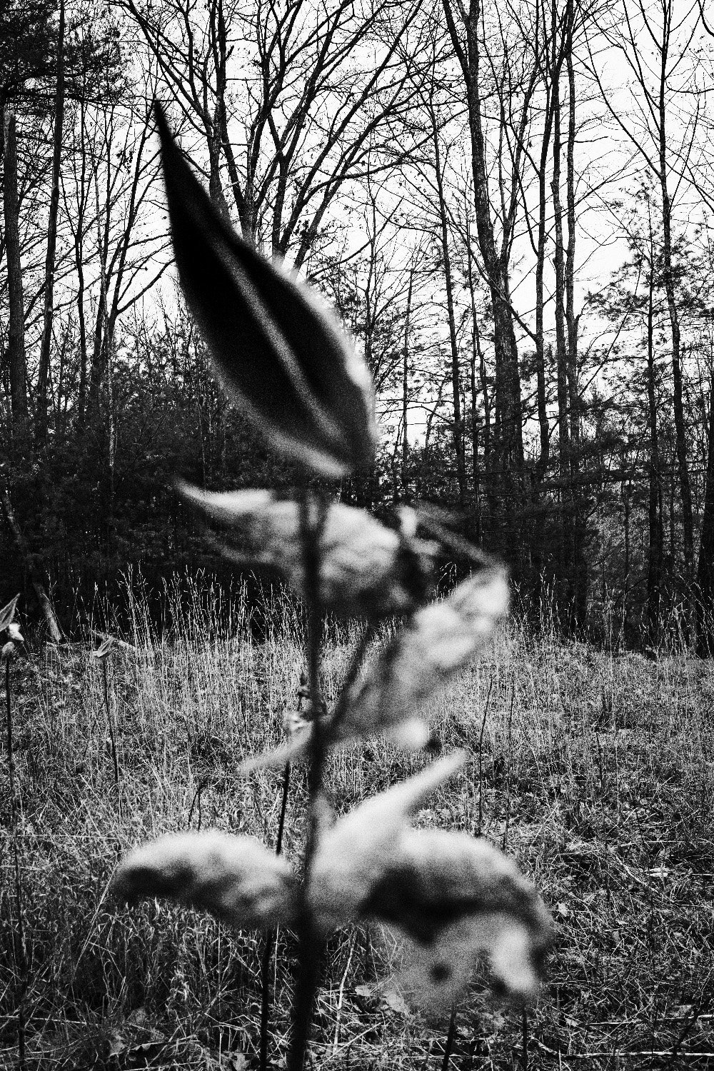 Milkweed Blurrred.jpg