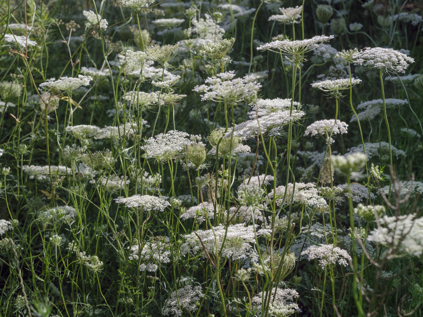 DSCF1658-3.jpg