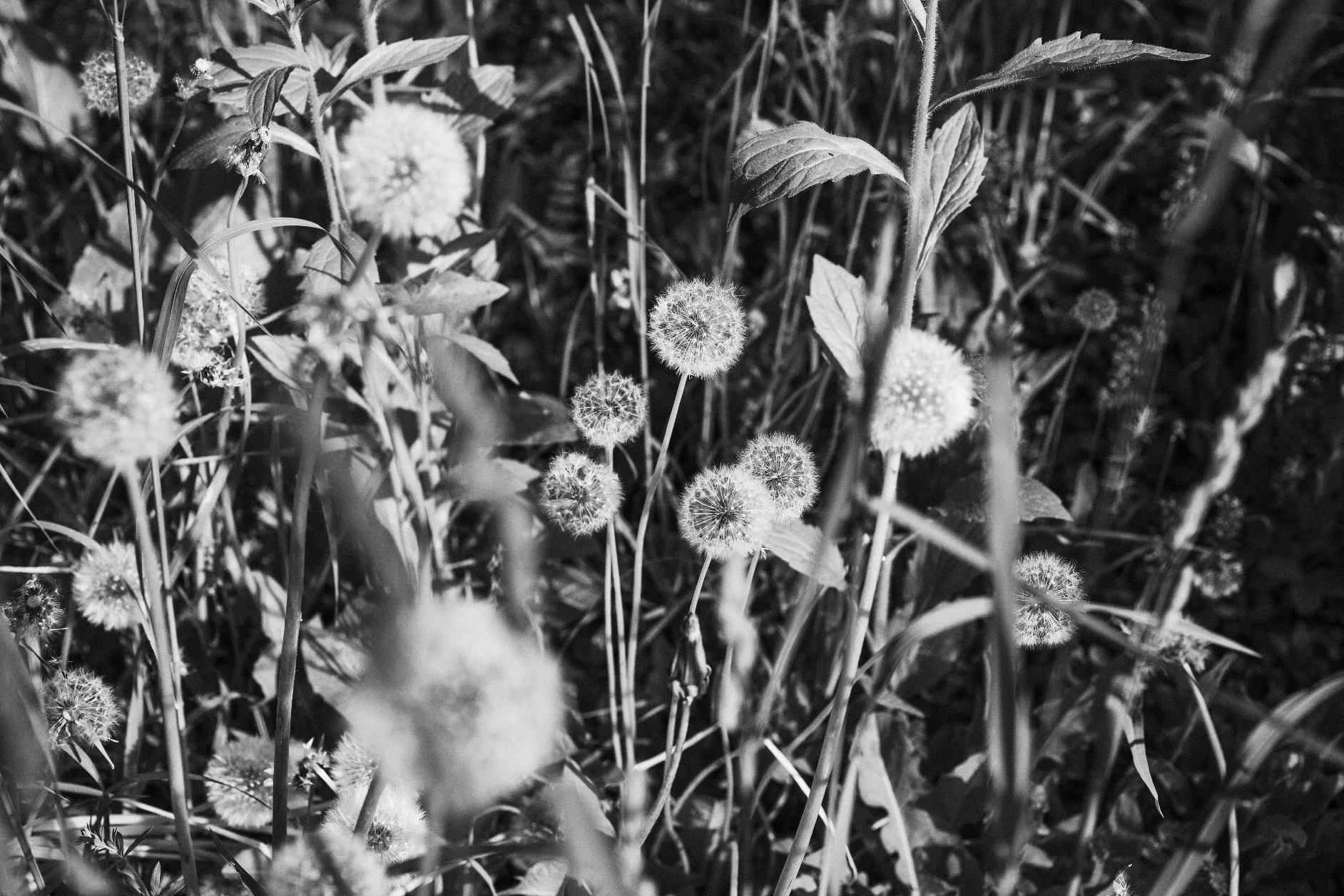 Dandelions Murayama.jpg