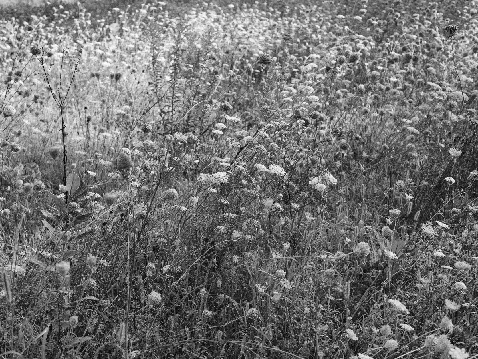 DSCF2159bw.jpg