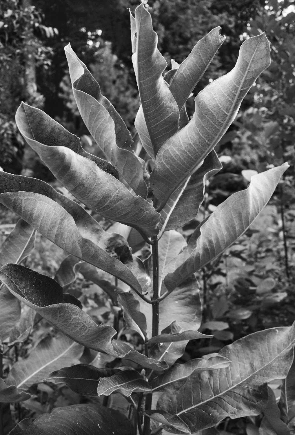 _R006742.jpg