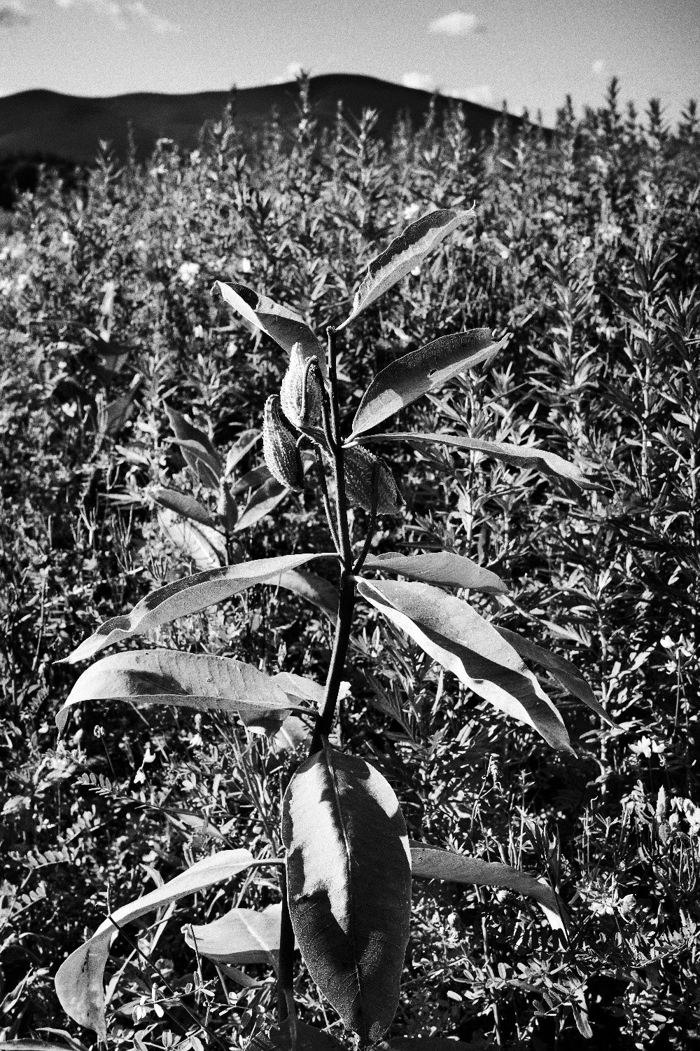 Milkweed Murayama.jpg