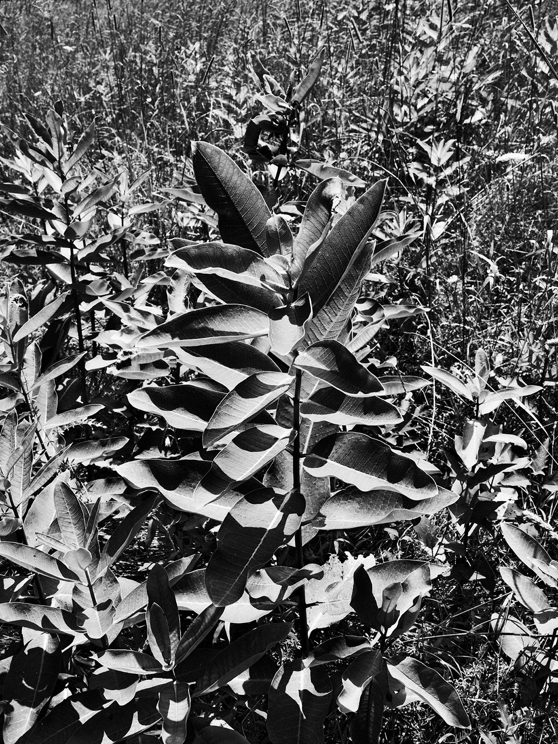Milkweed.jpg