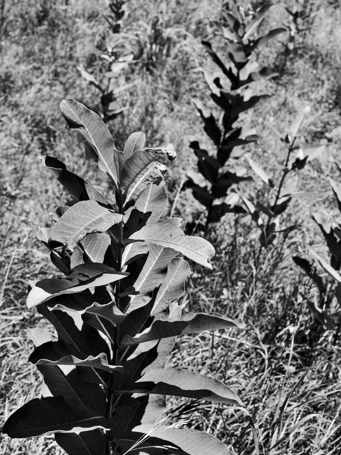 DSCF0679.jpg