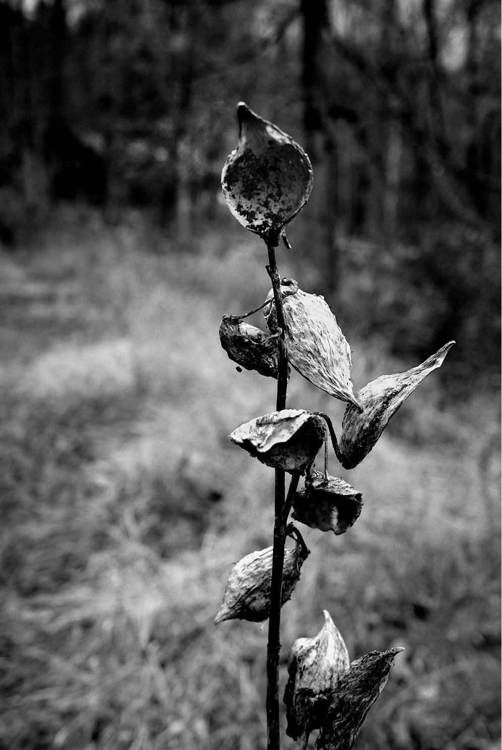 November Milkweed i.jpg