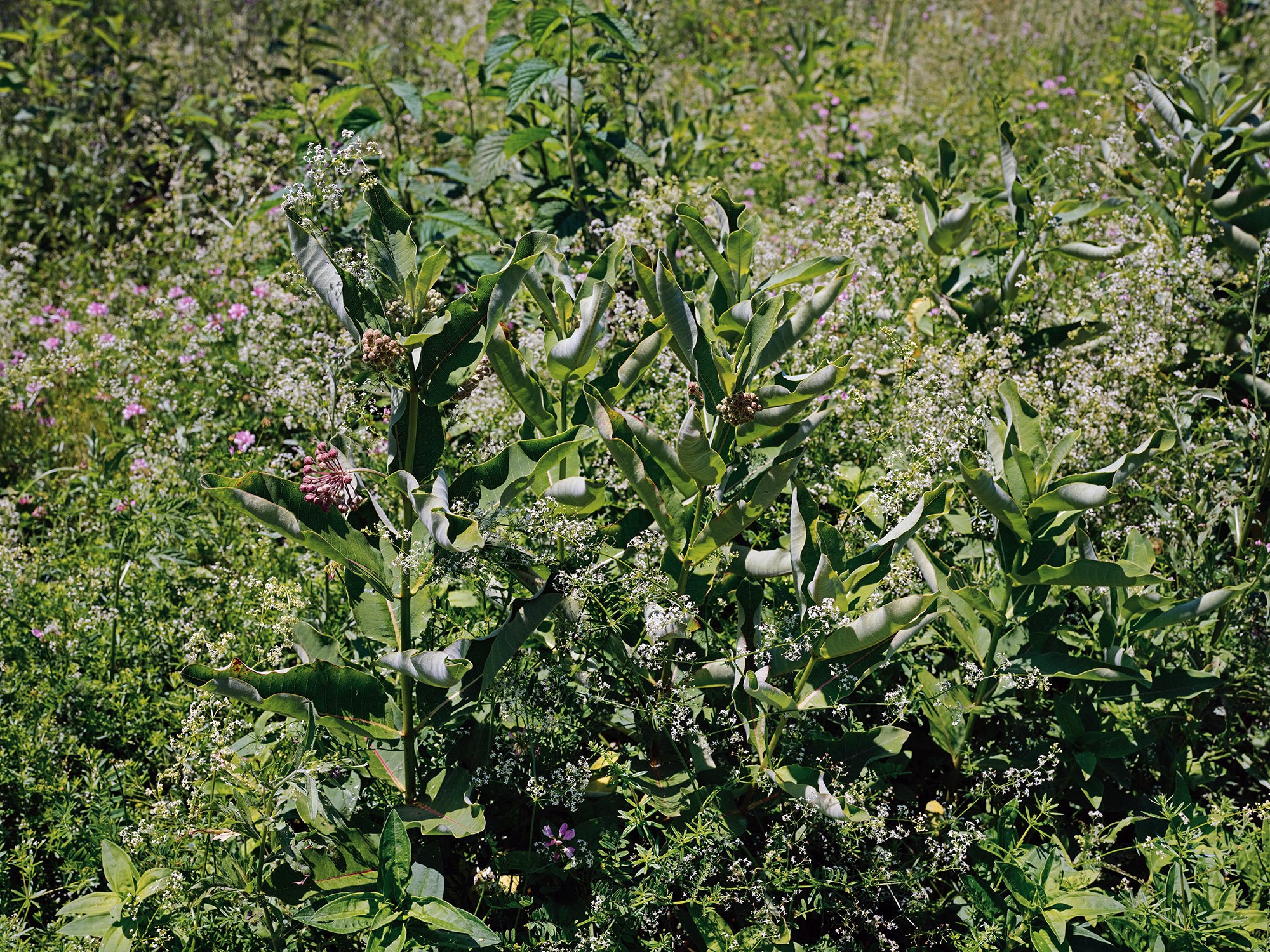 milkweed Greeen K.jpg
