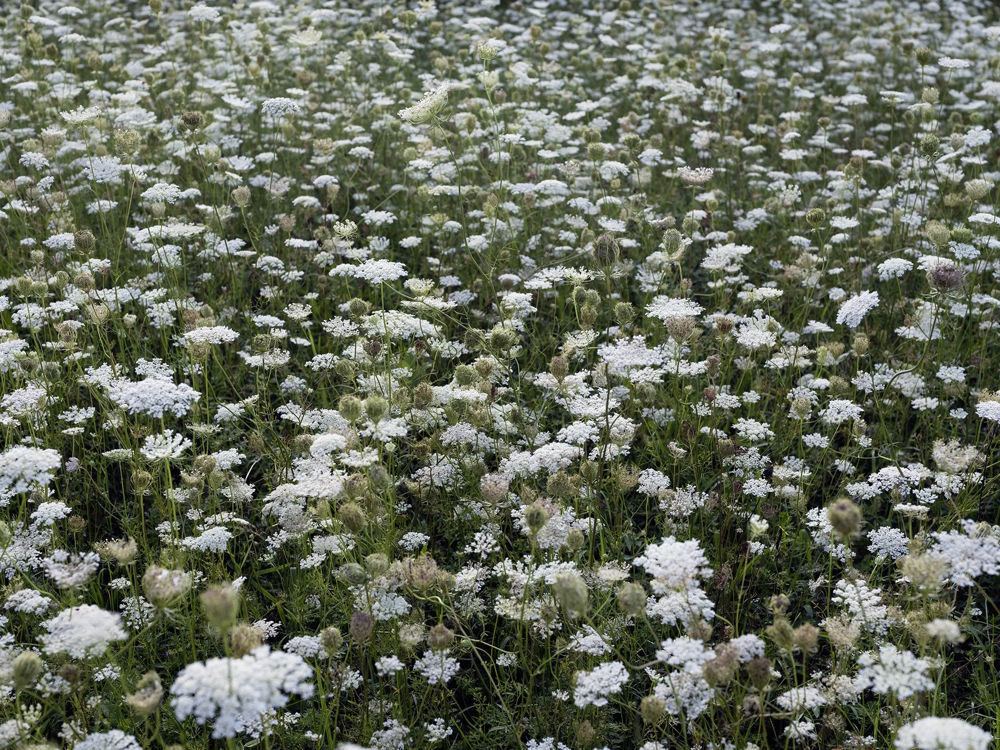 DSCF1769.jpg