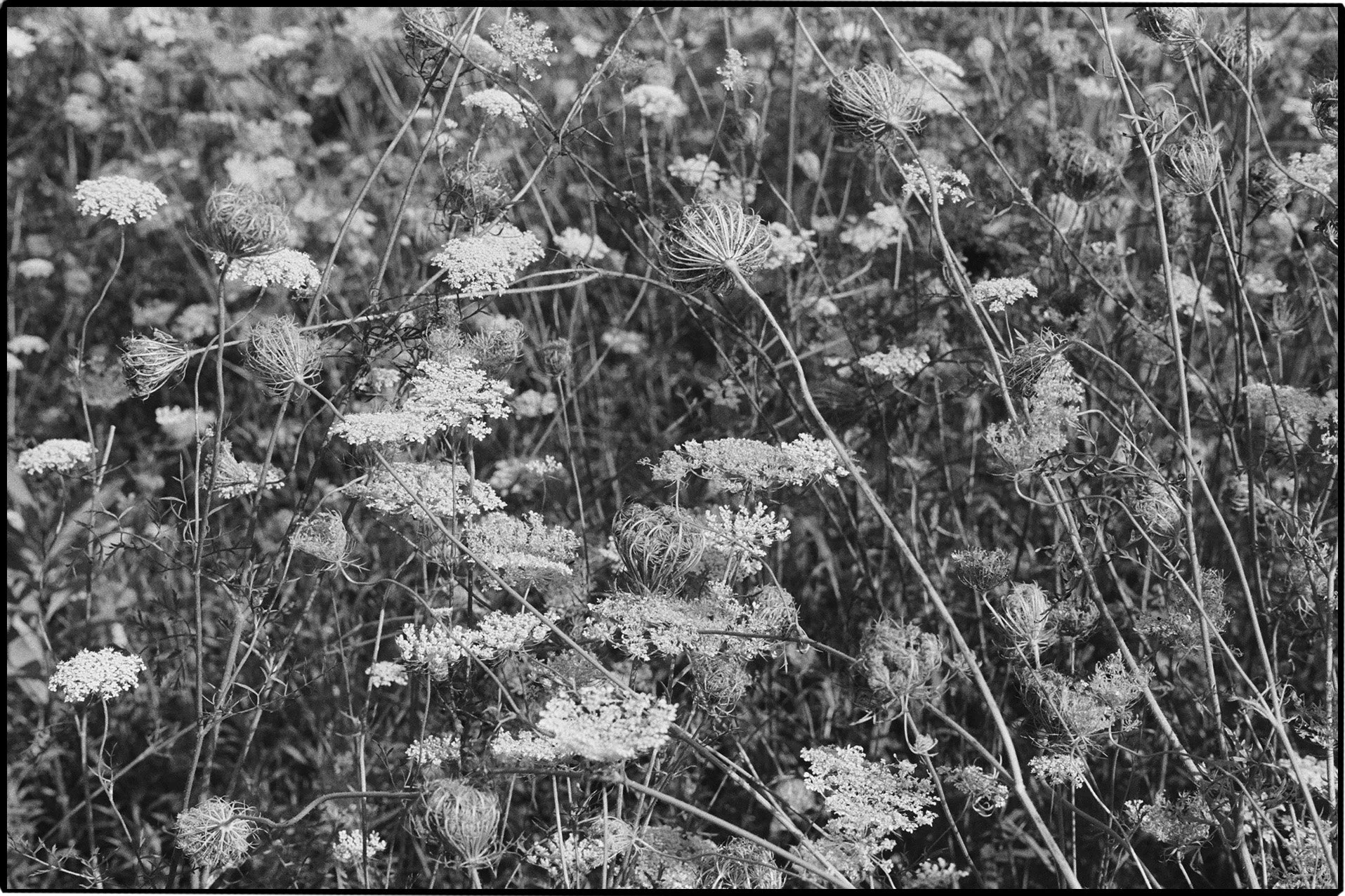 QAL2.jpg