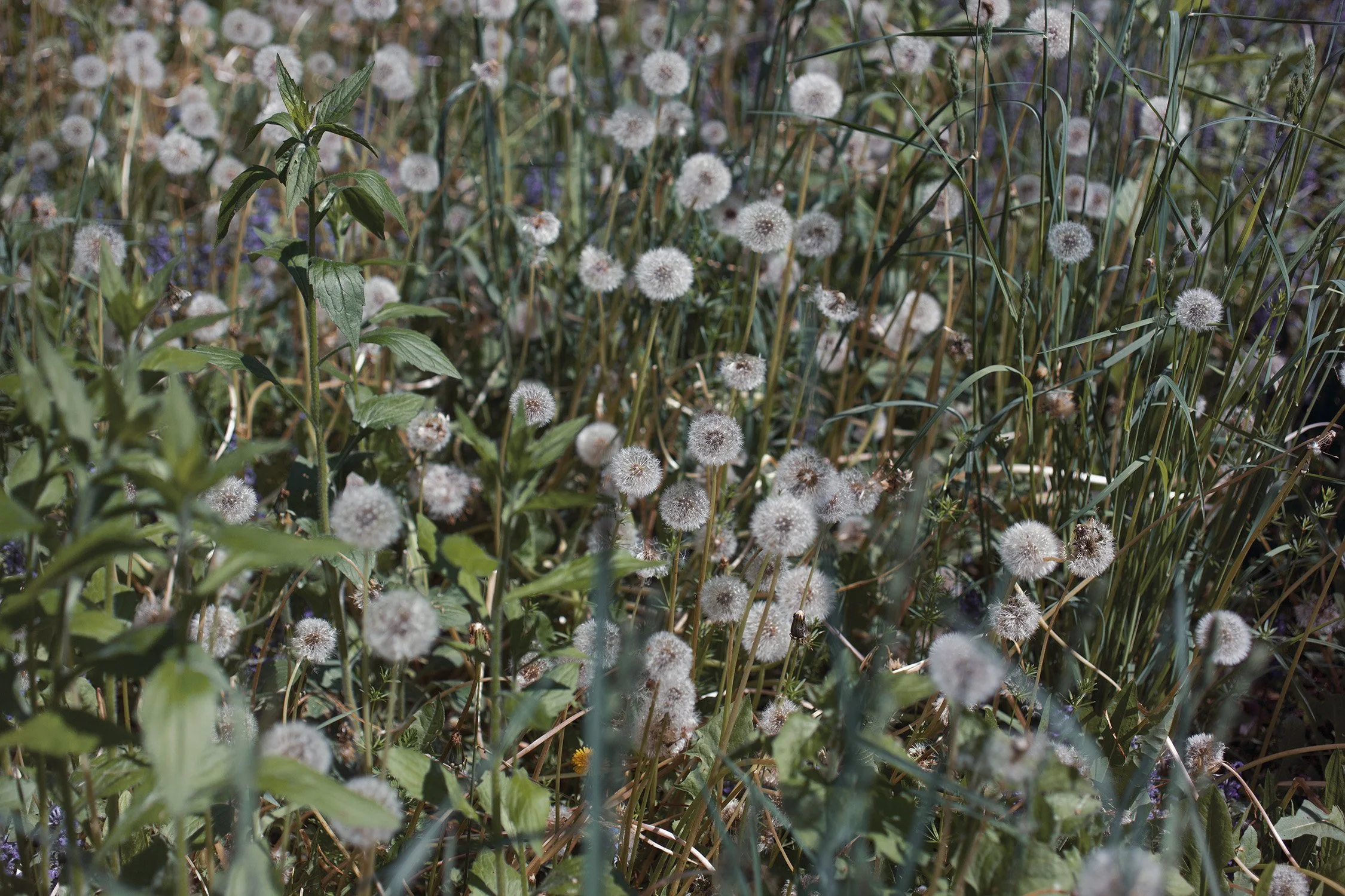 Dandelions 4.jpg