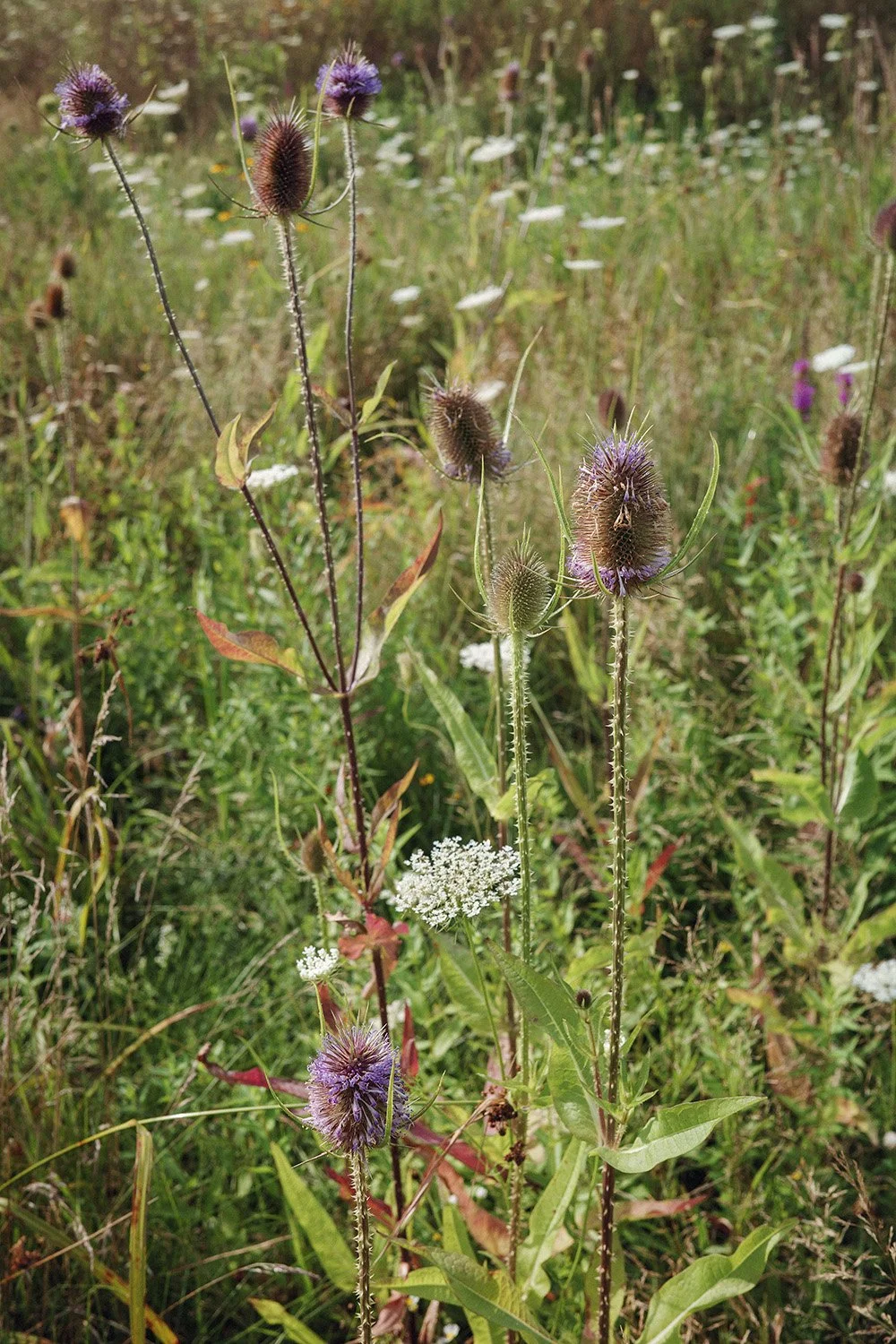 teasels.jpg