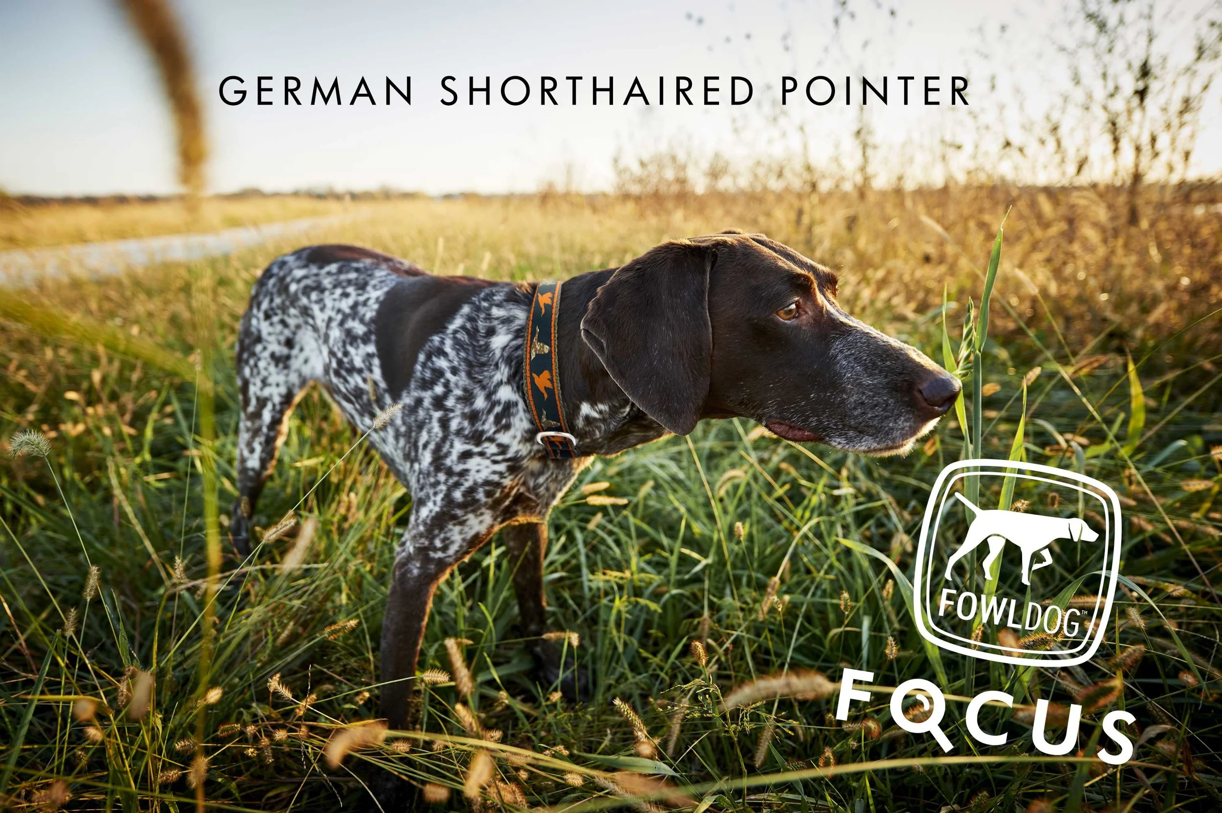 GSP-with-Collar_in-Focus.jpg