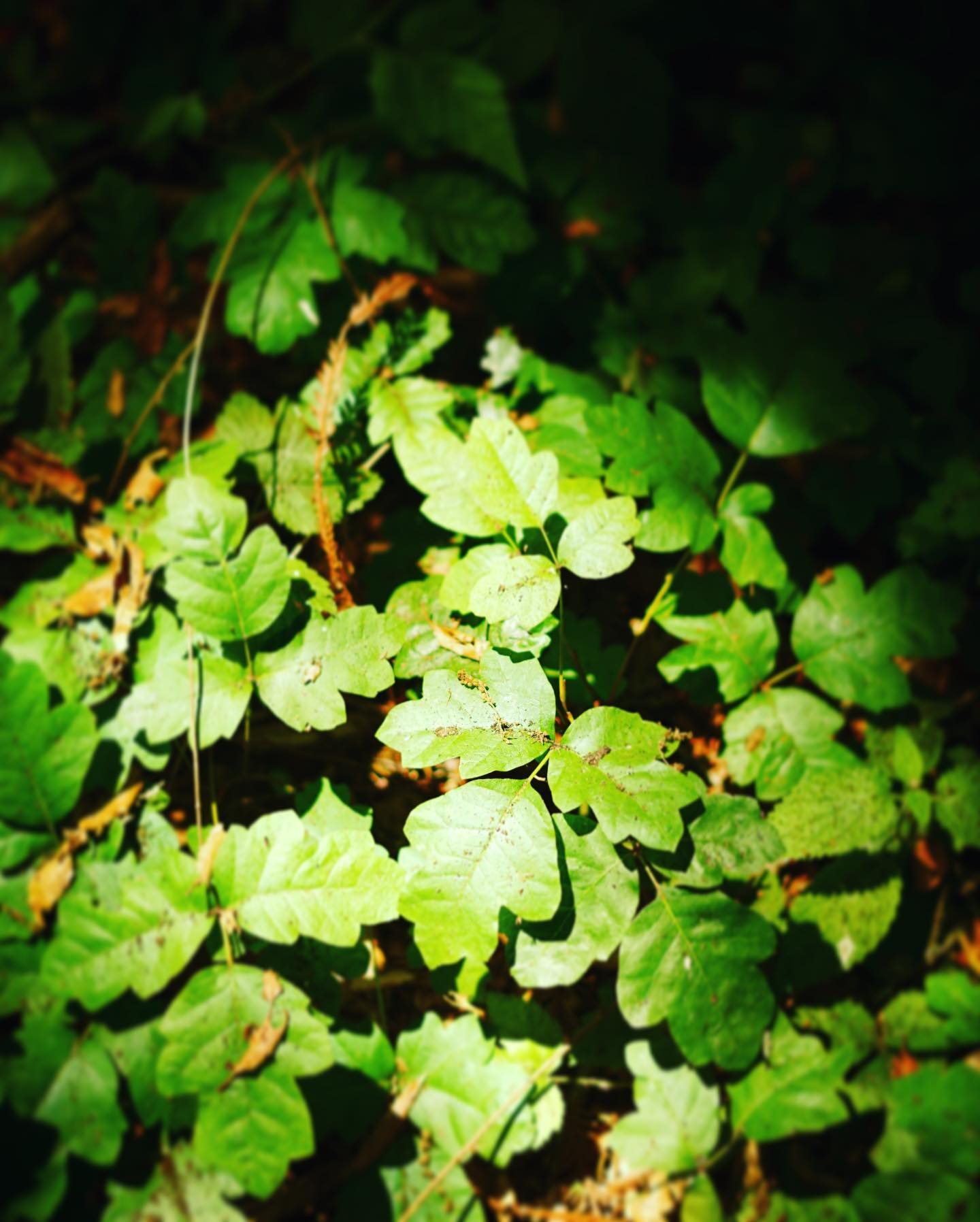 📸 Capturing beauty and nature&rsquo;s danger is exciting. 
📸 1st image is all about color and light yet if you know the subject it&rsquo;s dangerous #poisonoak and will be rough when you touch it.
📸 2nd image is a wood fence held together by metal