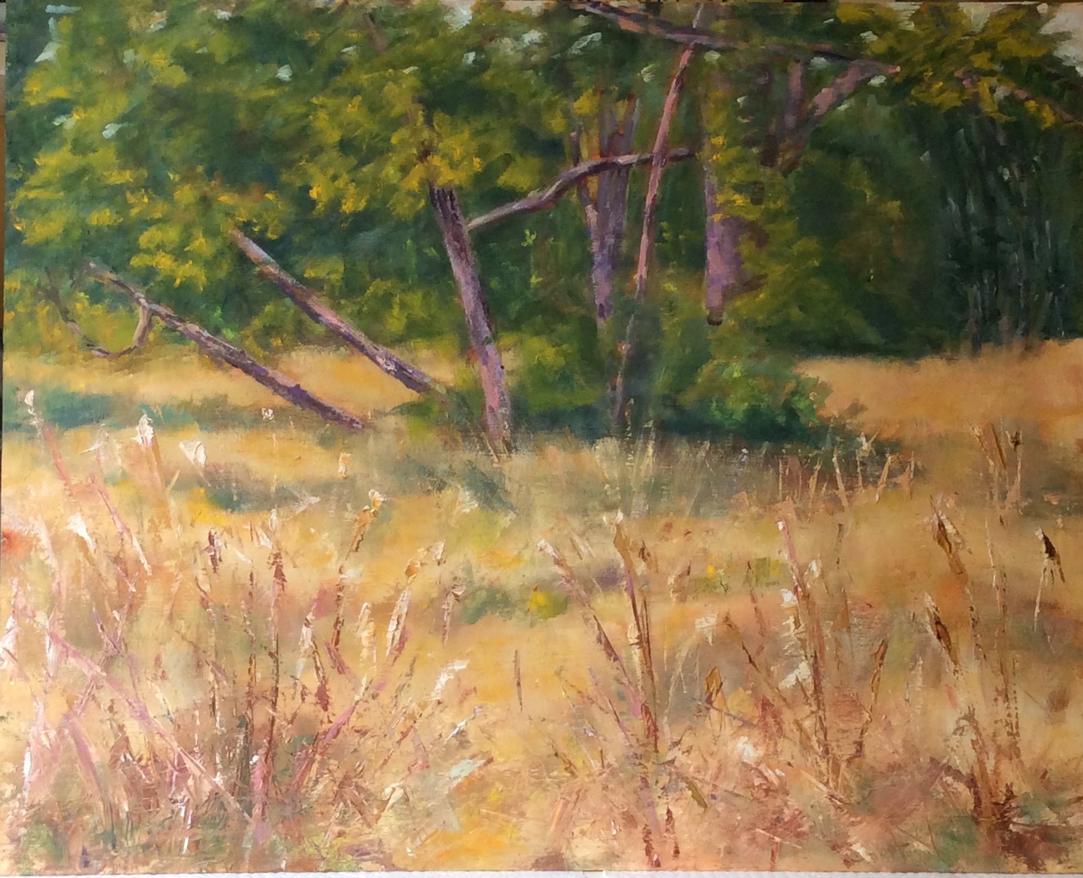   Edge of the Woods   Oil 16 x20 