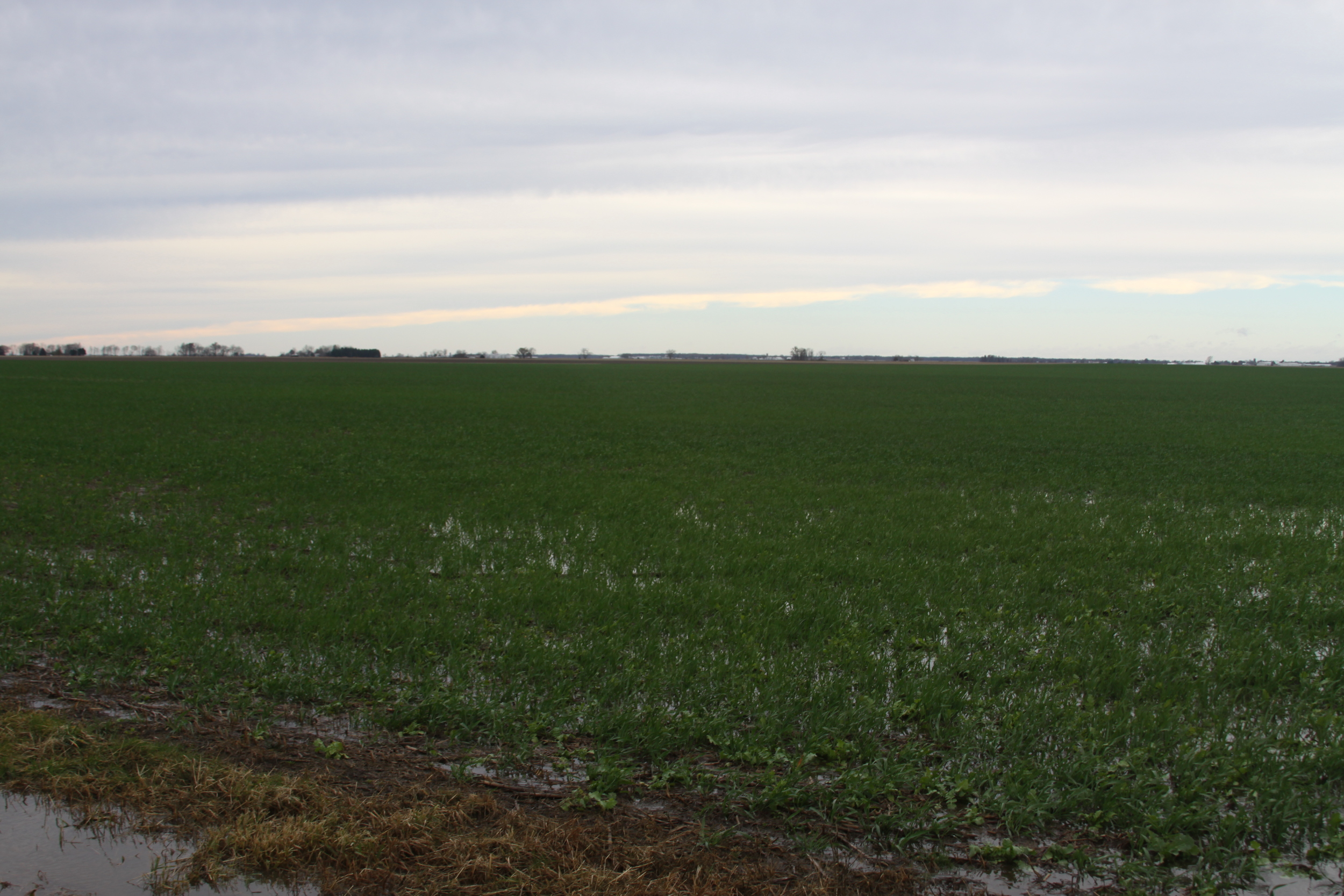 Cover crops