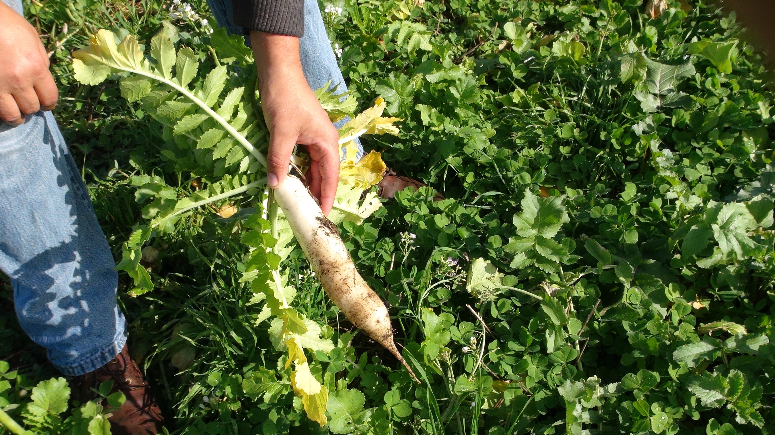 African Cabbage Cover Crop
