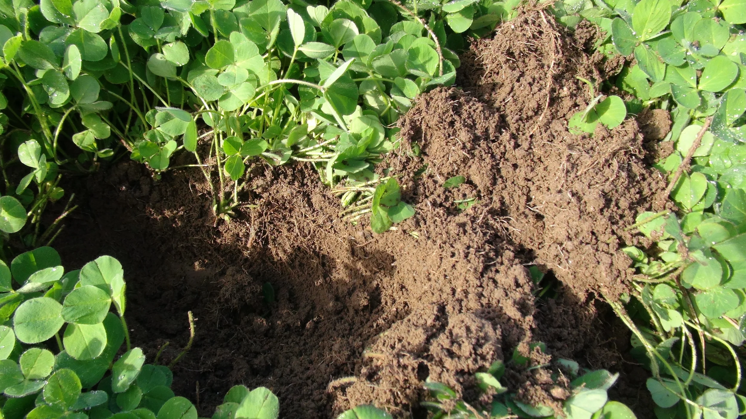 Fixation Balansa Clover Cover Crop