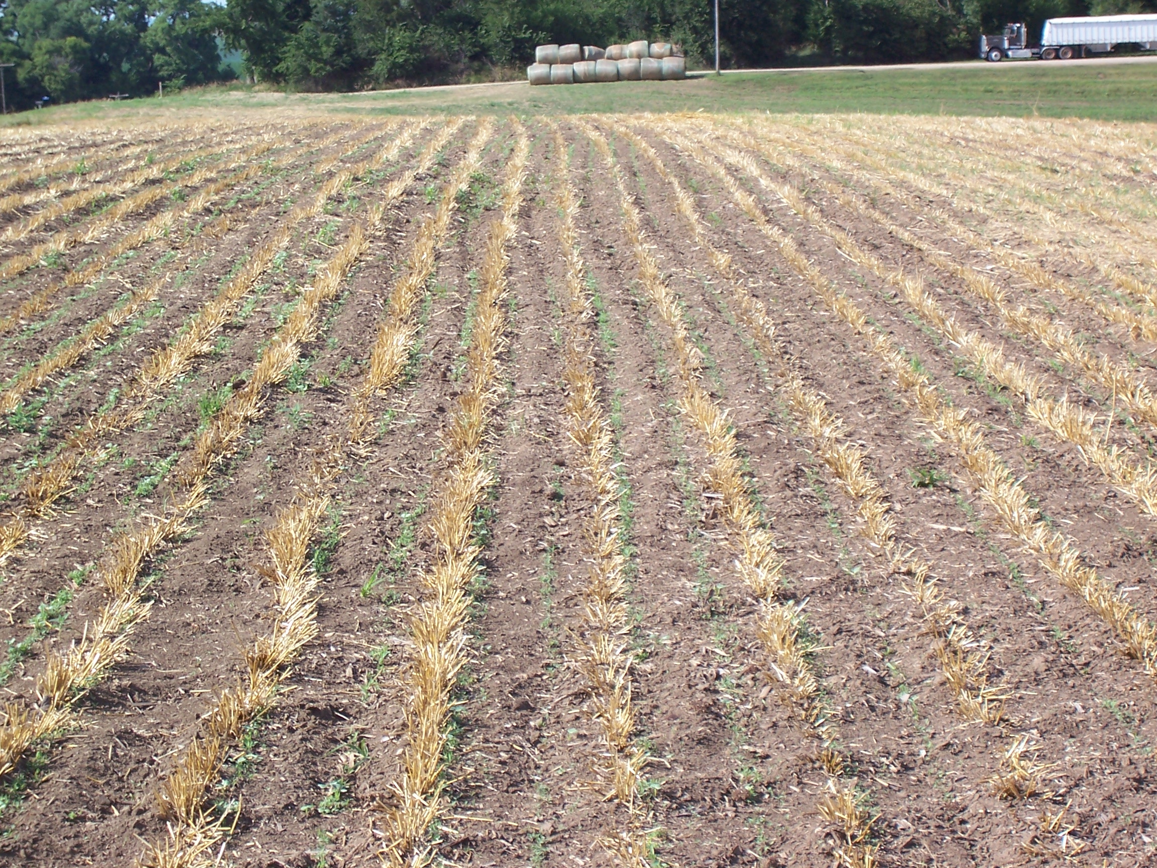 Cover cRops