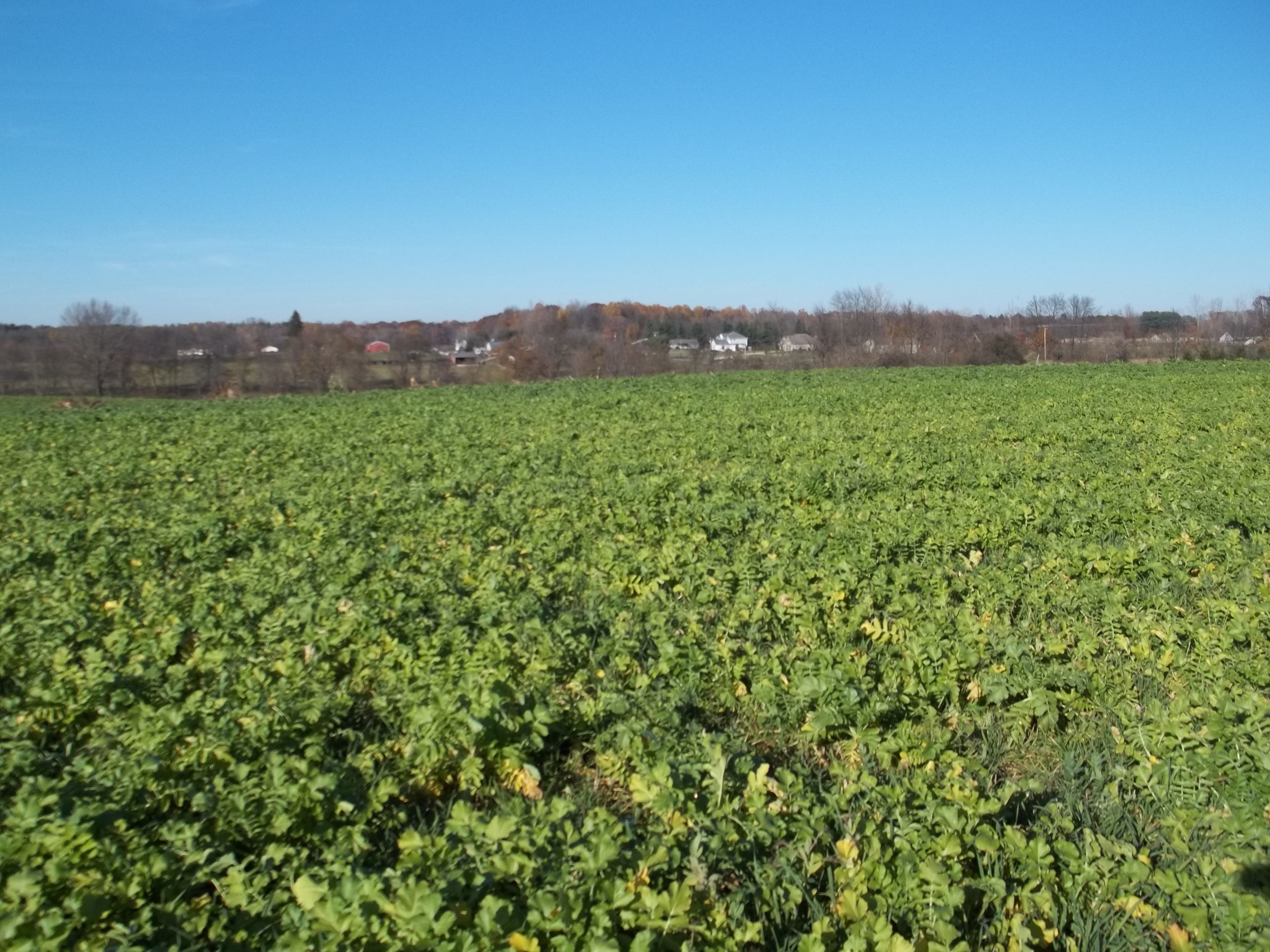 Cover Crops