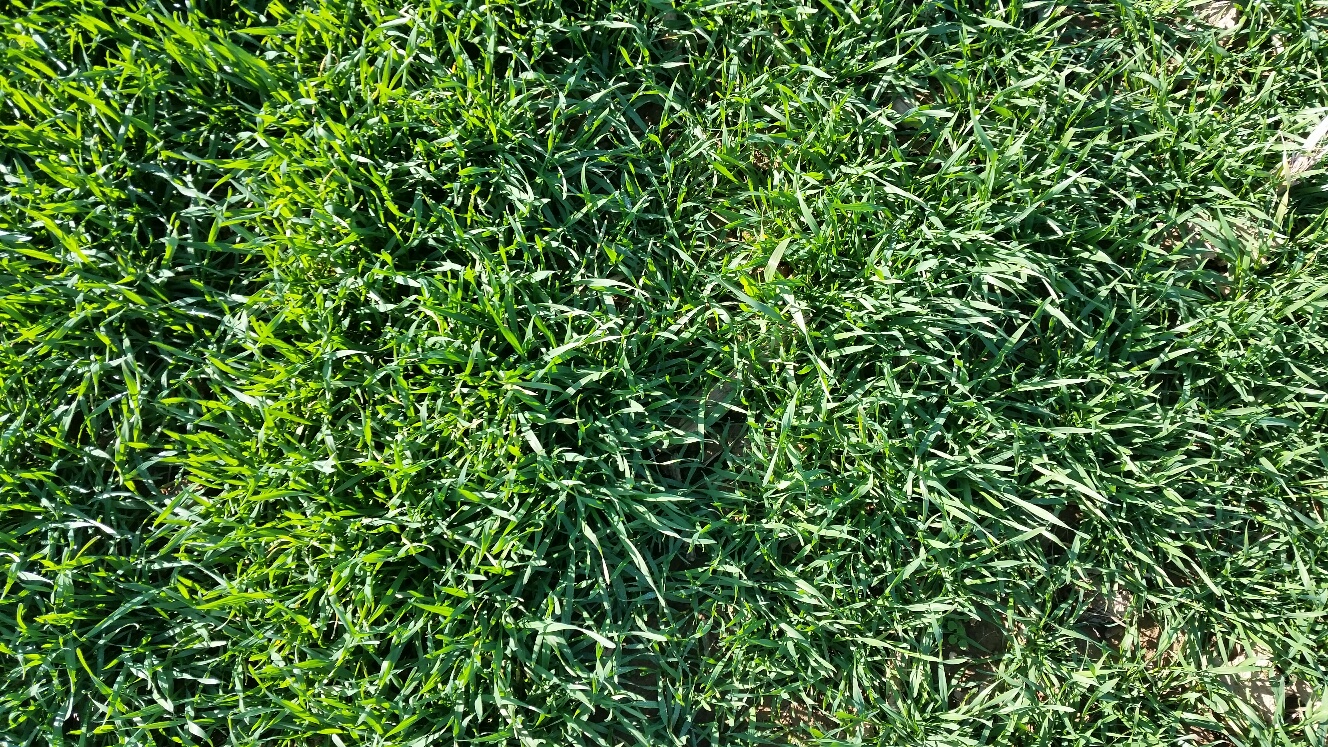 BMR84 Grazing Corn Cover Crop