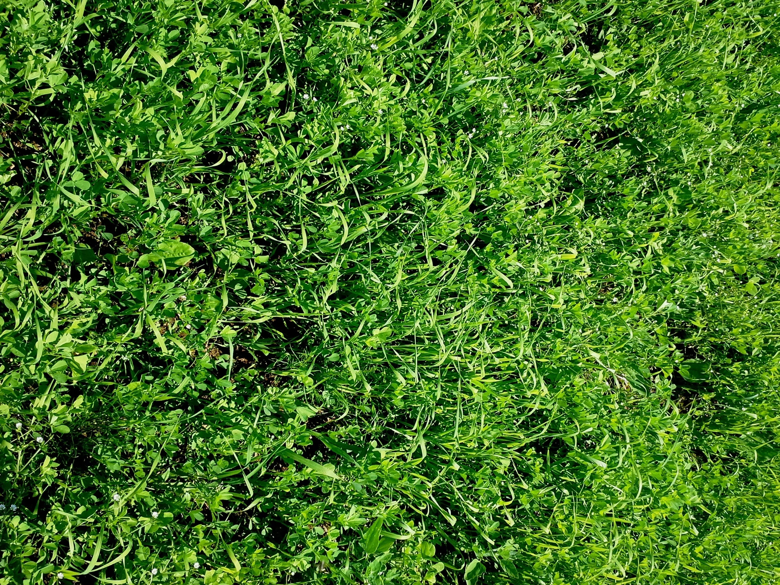 Mustard Broadleaf Cover Crop