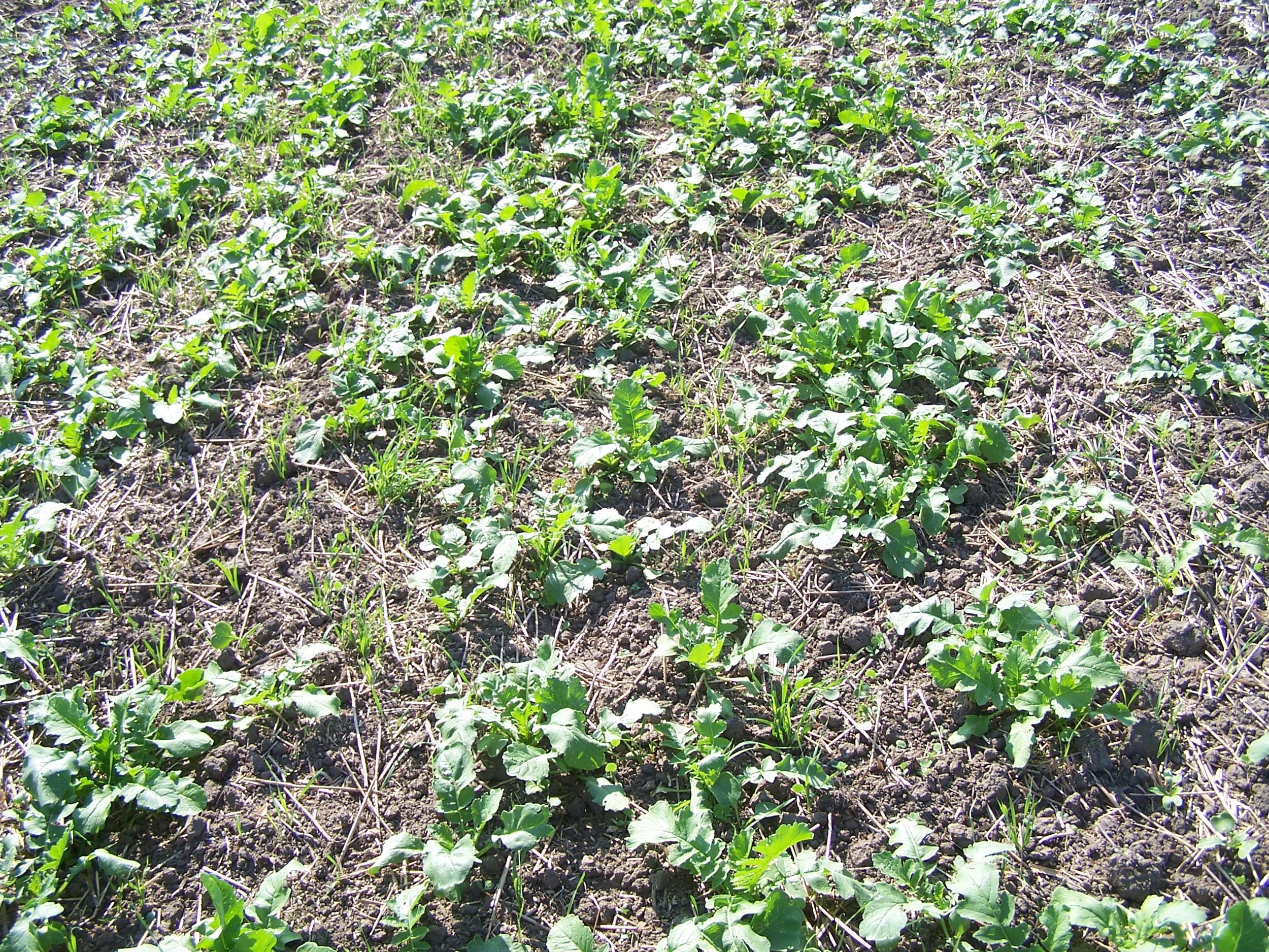 Early Summer Mixture Cover Crop